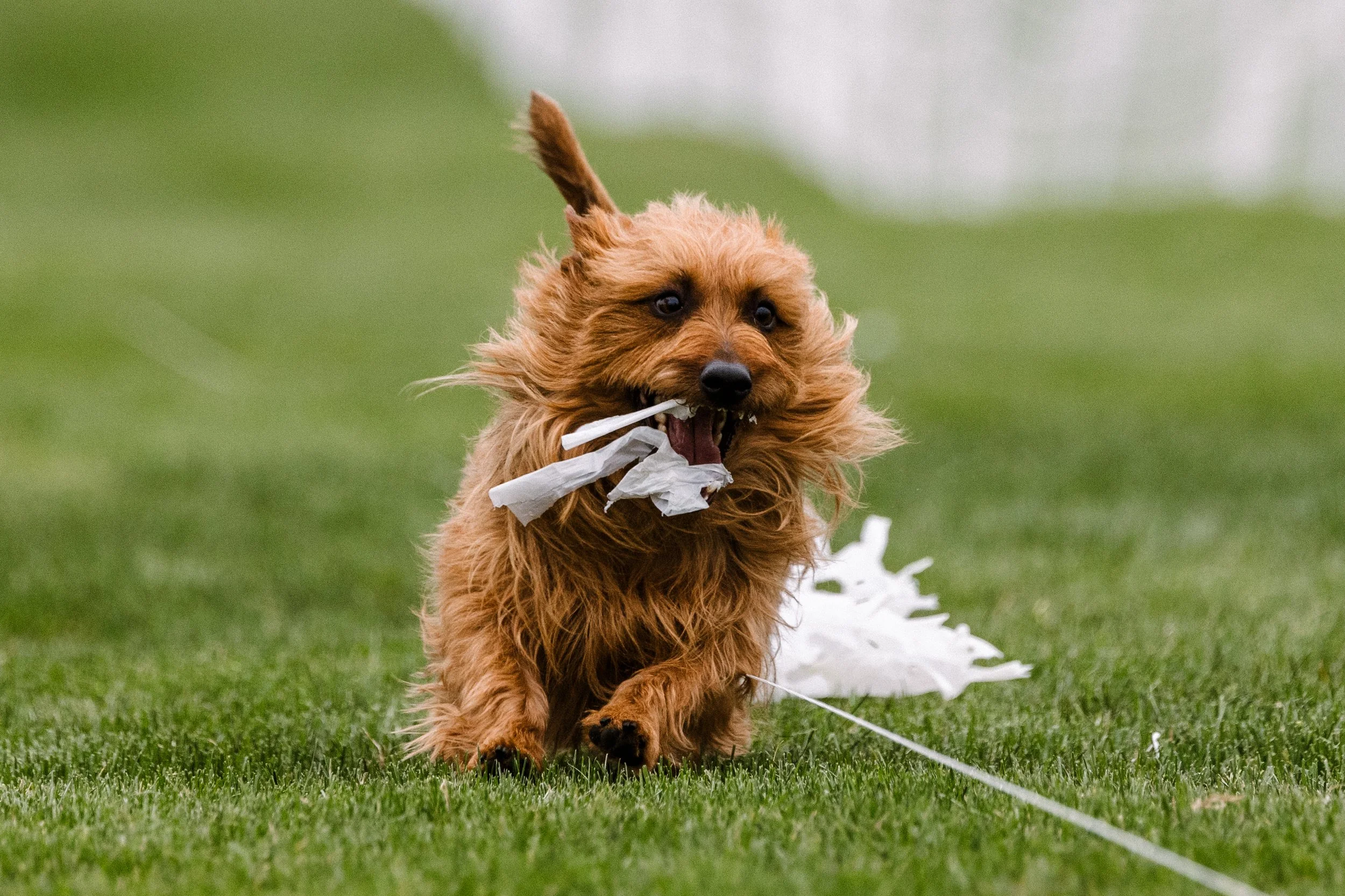 Rocky Mountain Borzoi Club & Rocky Mountain All Terrier Club Fast CATs