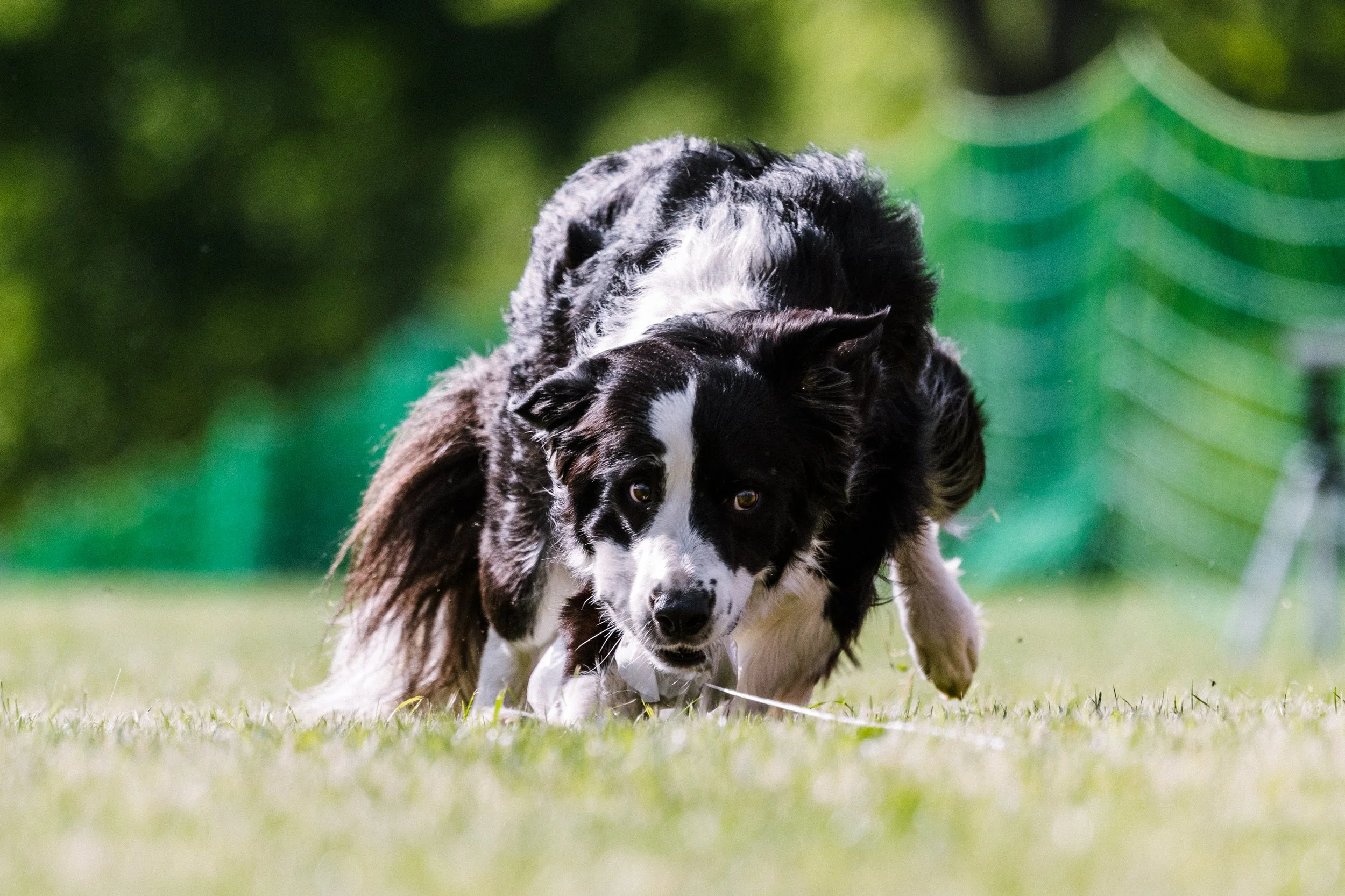 charlottewithdogs-rafiki-bordercollie-9457 - Beverly Constantino.jpg