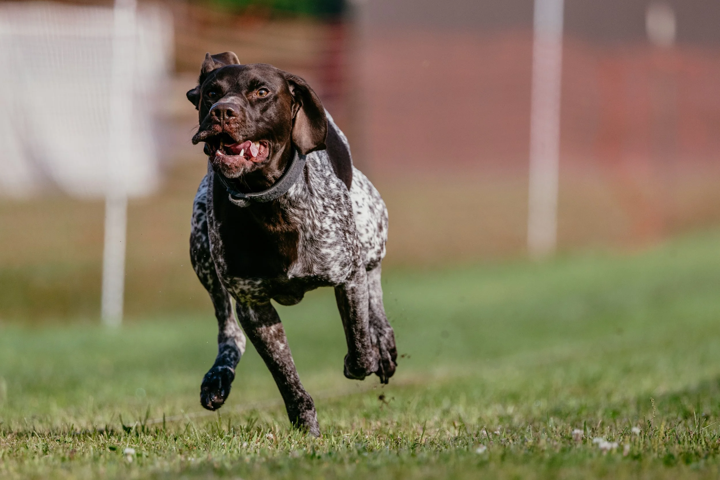Conewango Valley Kennel Club Fast CAT