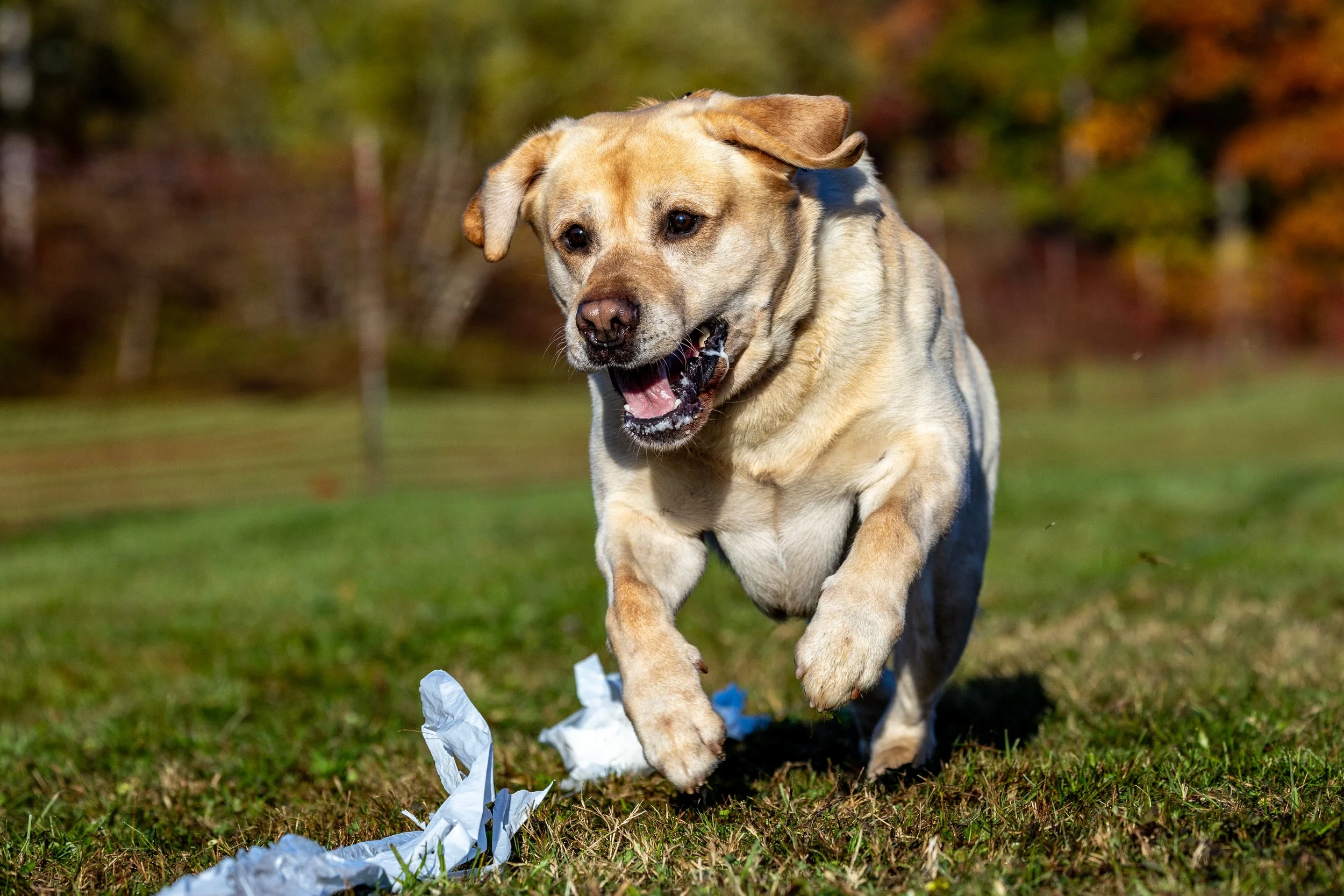 Del-Otse-Nango Kennel Club Fast CAT