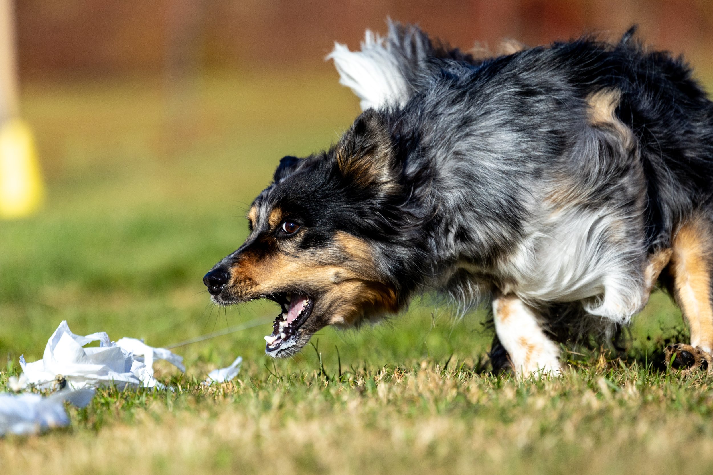 Del-Otse-Nango Kennel Club Fast CAT