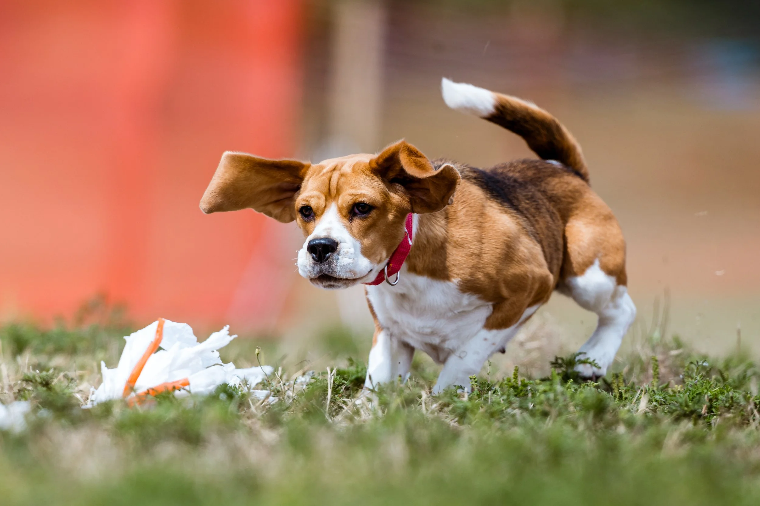 North Country Kennel Club Fast CAT
