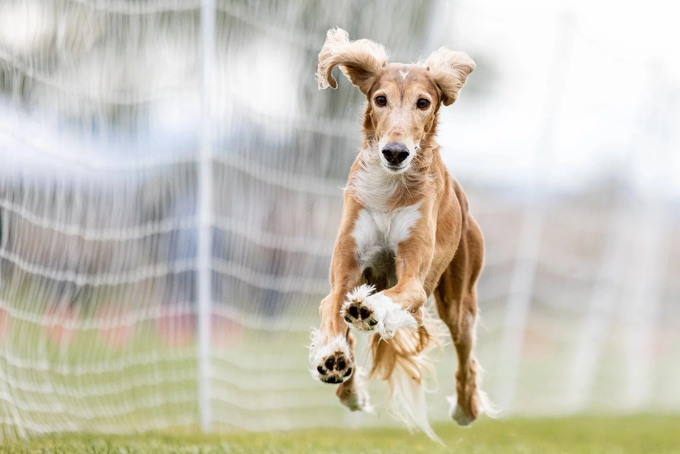 Saluki Association of New England Fast CAT