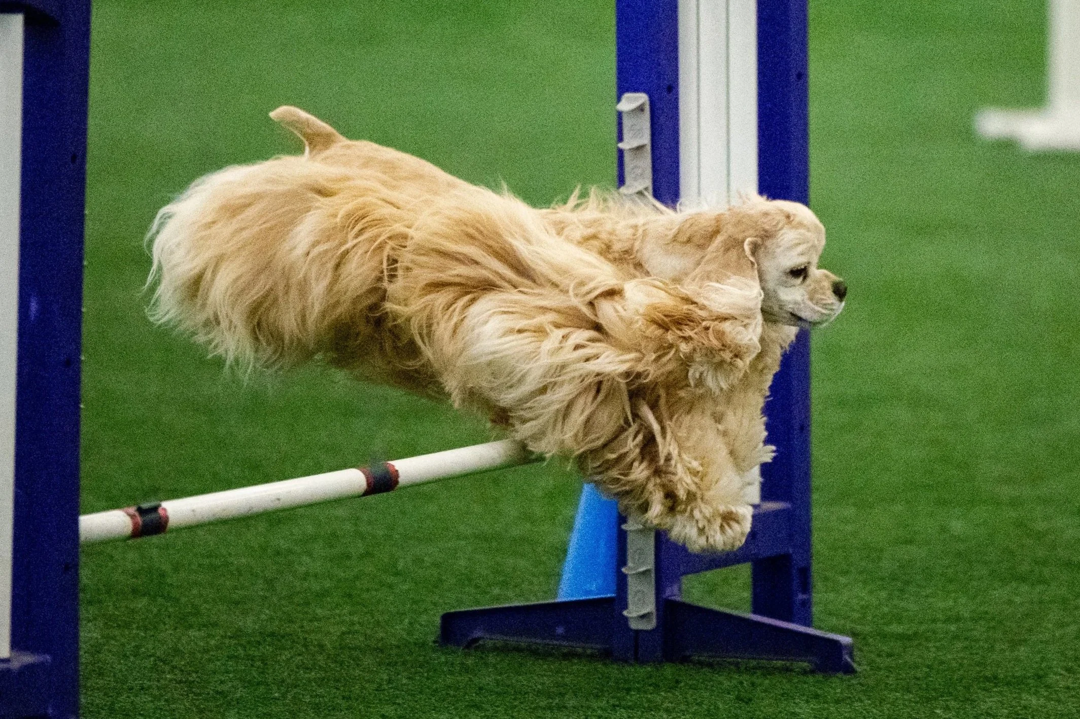 Susque-Nango Kennel Club AKC Agility Trial