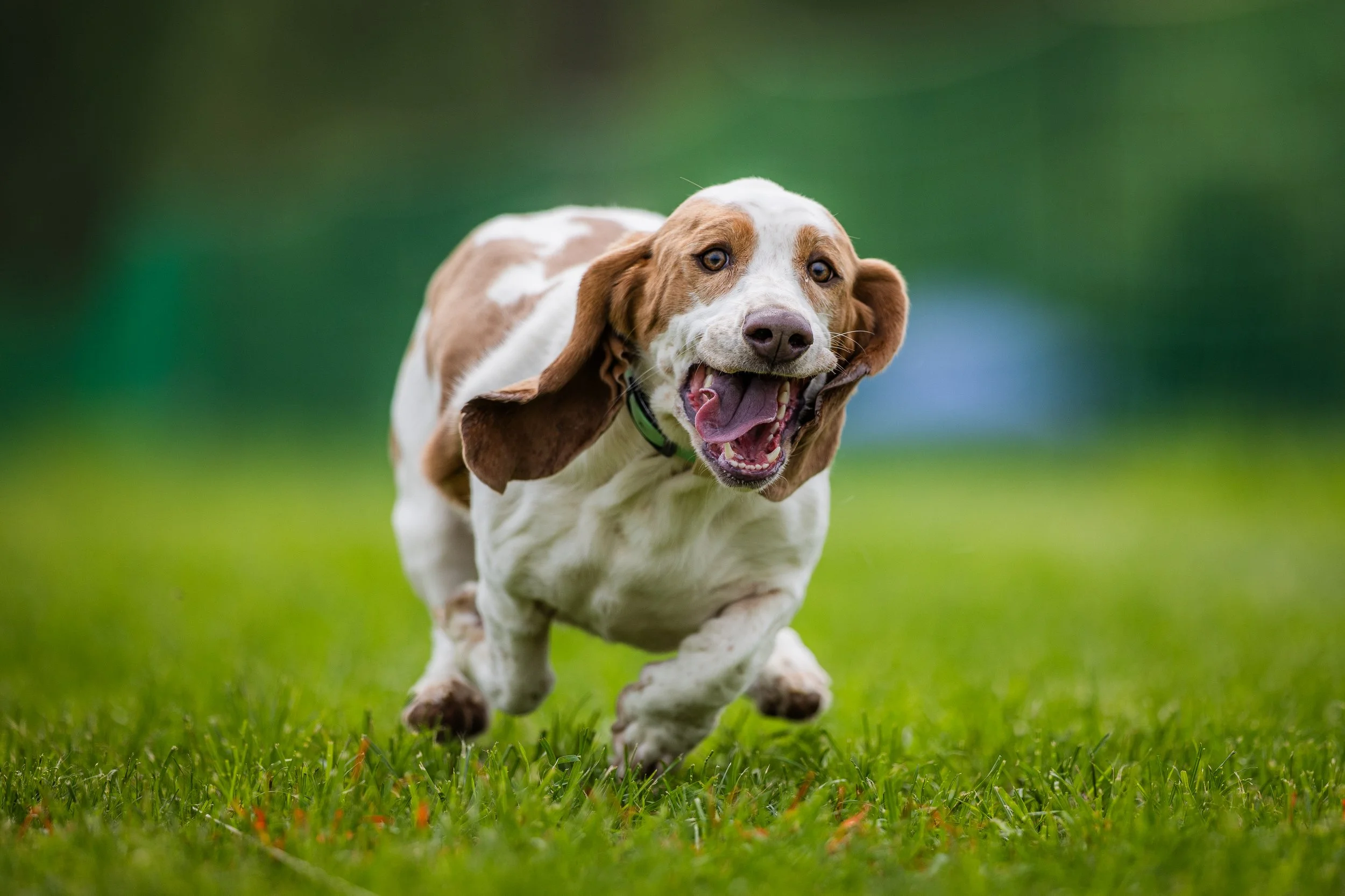 Genesee Valley Kennel Club Fast CAT