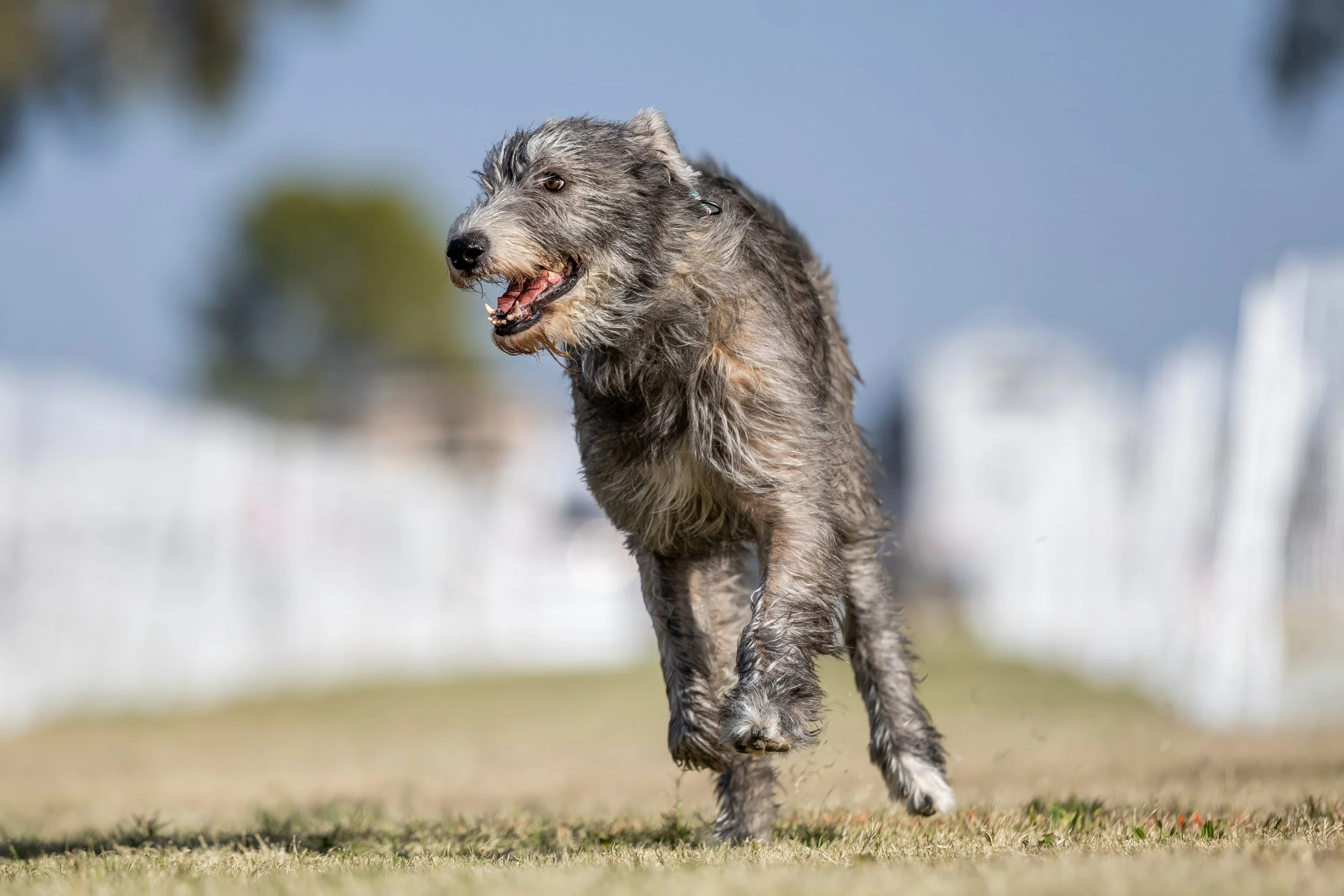 Irish Wolfhound Association of Lake Erie (IWALE) AKC Lure Coursing