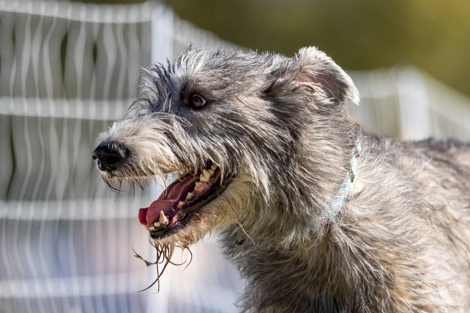 Irish Wolfhound Association of Lake Erie (IWALE) Specialty