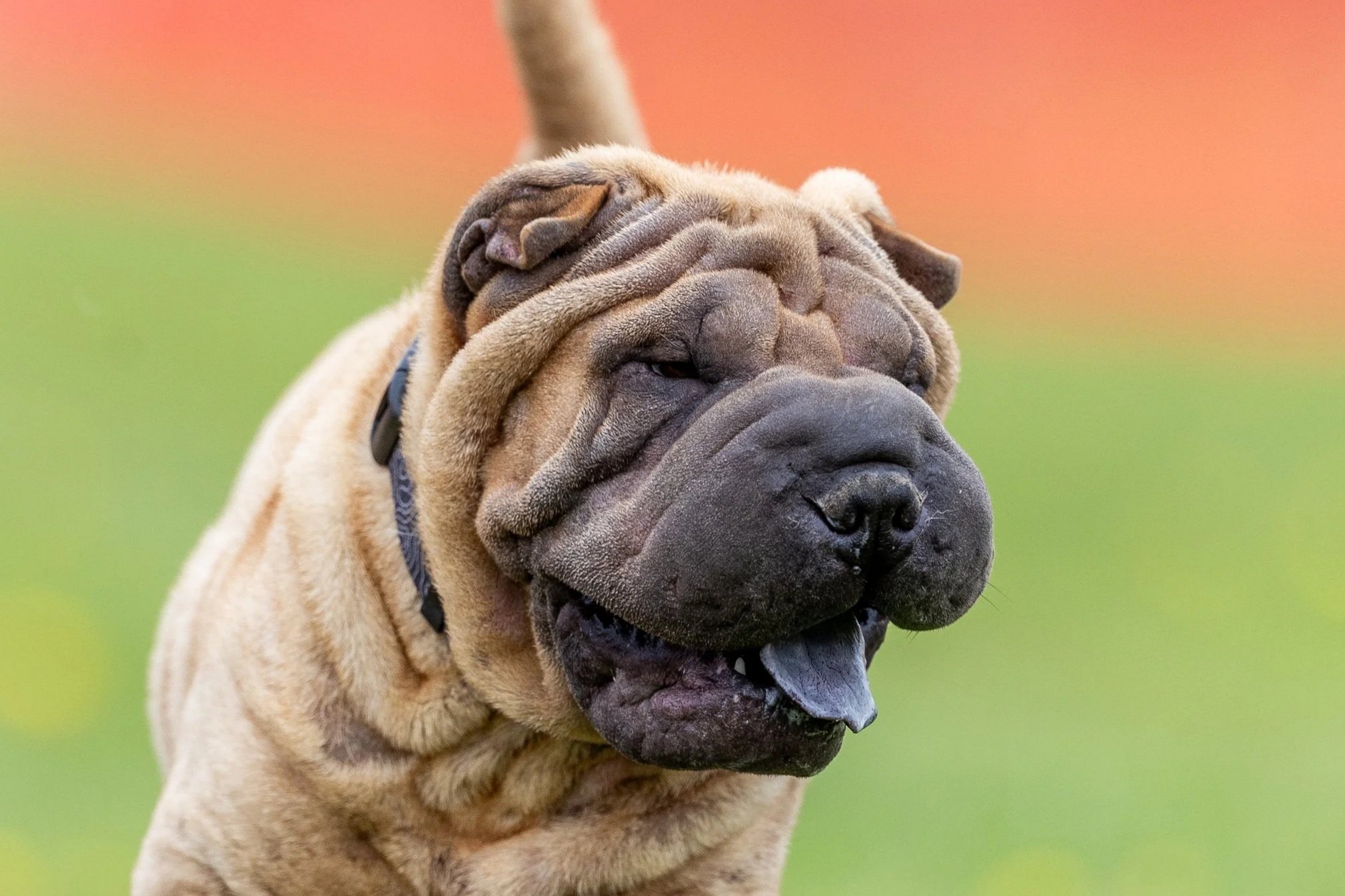 Berkshire Spur Chinese Shar-Pei Club Specialty