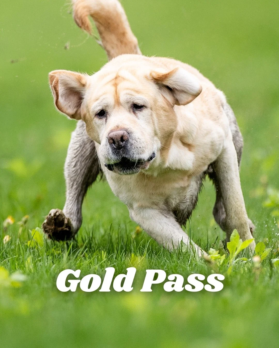 Gold Pass
