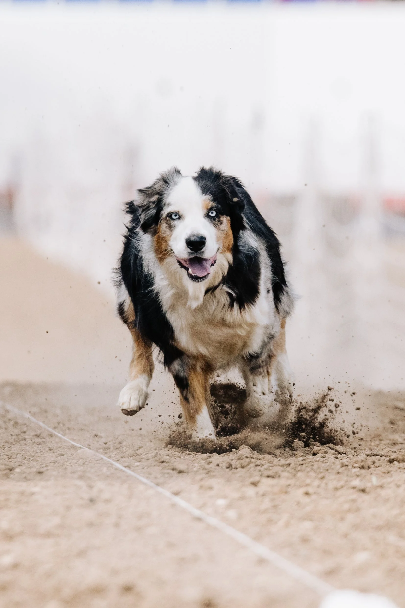 charlottewithdogs-skye-8221.jpg