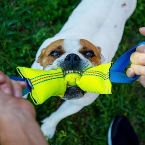 The 6 Best Tug Toys for Dogs — Charlotte Lehman