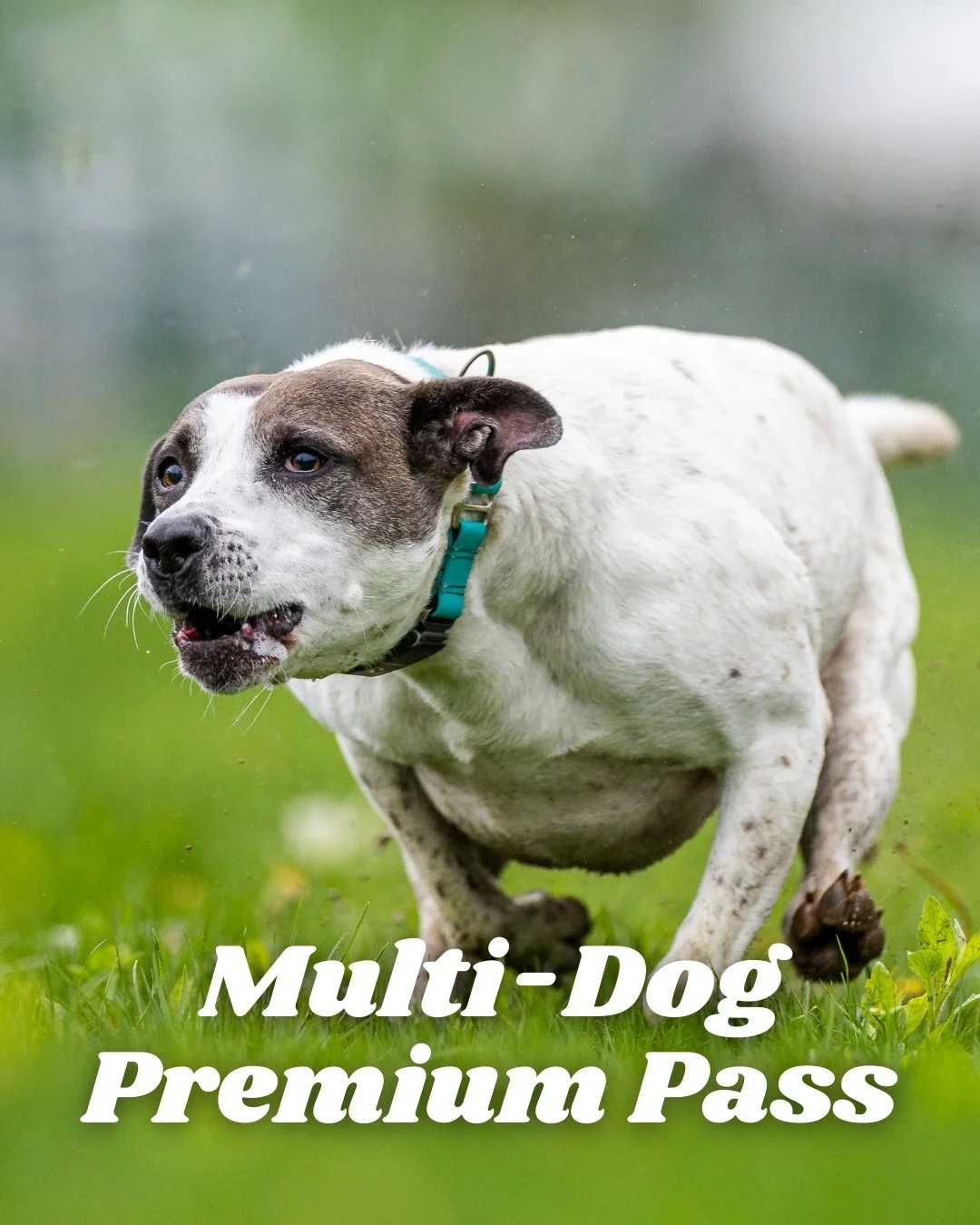 Multi-Dog Premium Pass