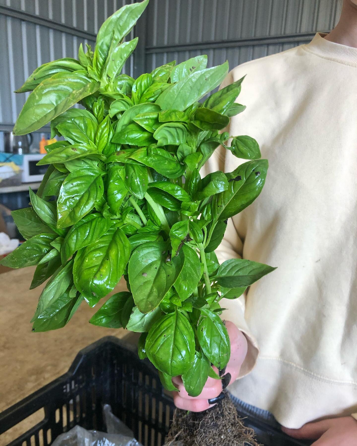 BASIL! BASIL! BASIL! 🌿 

#organic #vegan #natural #healthy #love #food #healthyfood #health #foodie #plantbased #skincare #healthylifestyle #beauty #glutenfree #food #wellness #fresh #nature #fitness #vegetarian #california #instagood #nutrition #ha