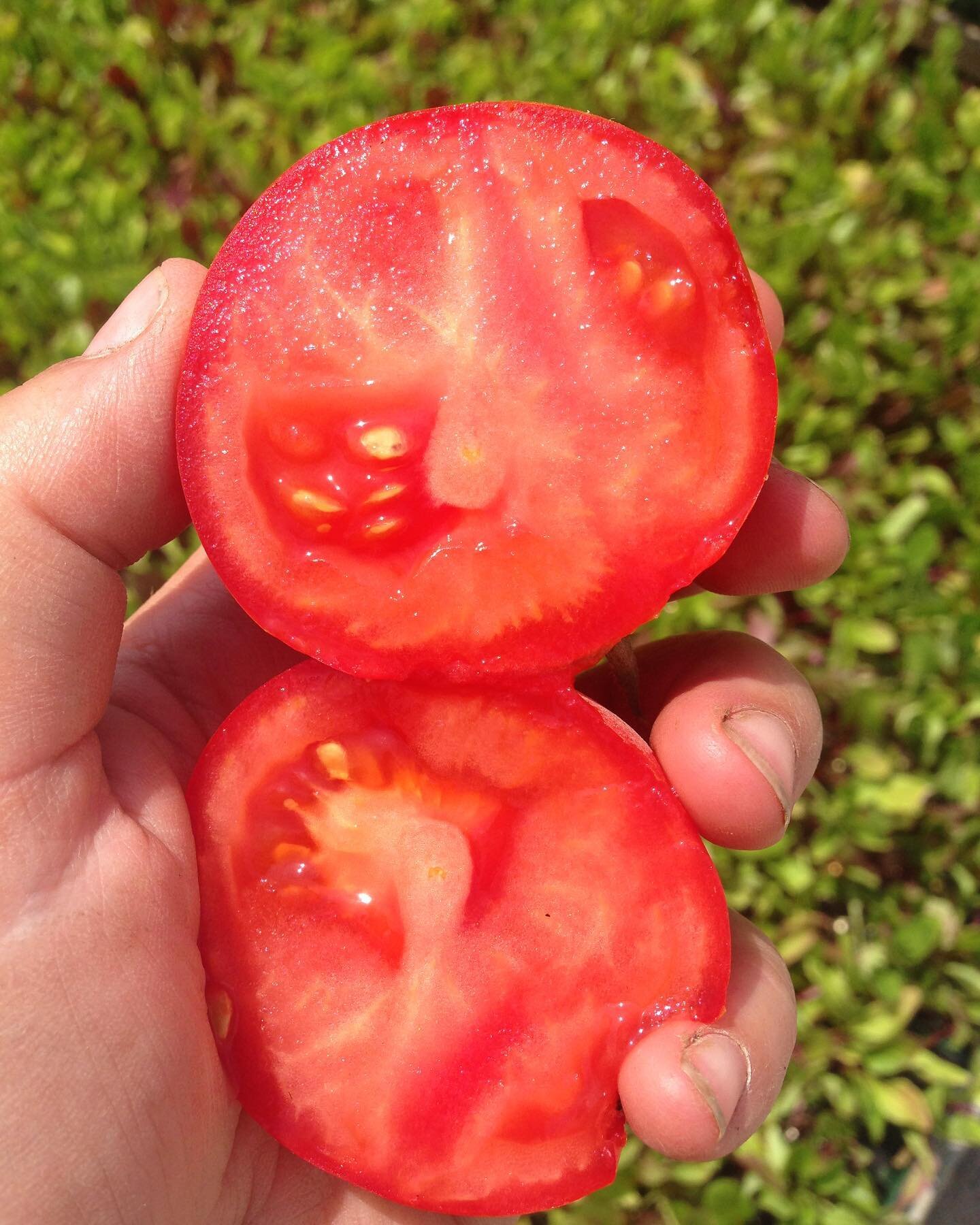 Tomatoes 🍅 are looking super delicious this season! So vibrant and tasty 😀

#organic #vegan #natural #healthy #love #food #healthyfood #health #foodie #plantbased #skincare #healthylifestyle #beauty #glutenfree #food #wellness #fresh #nature #fitne