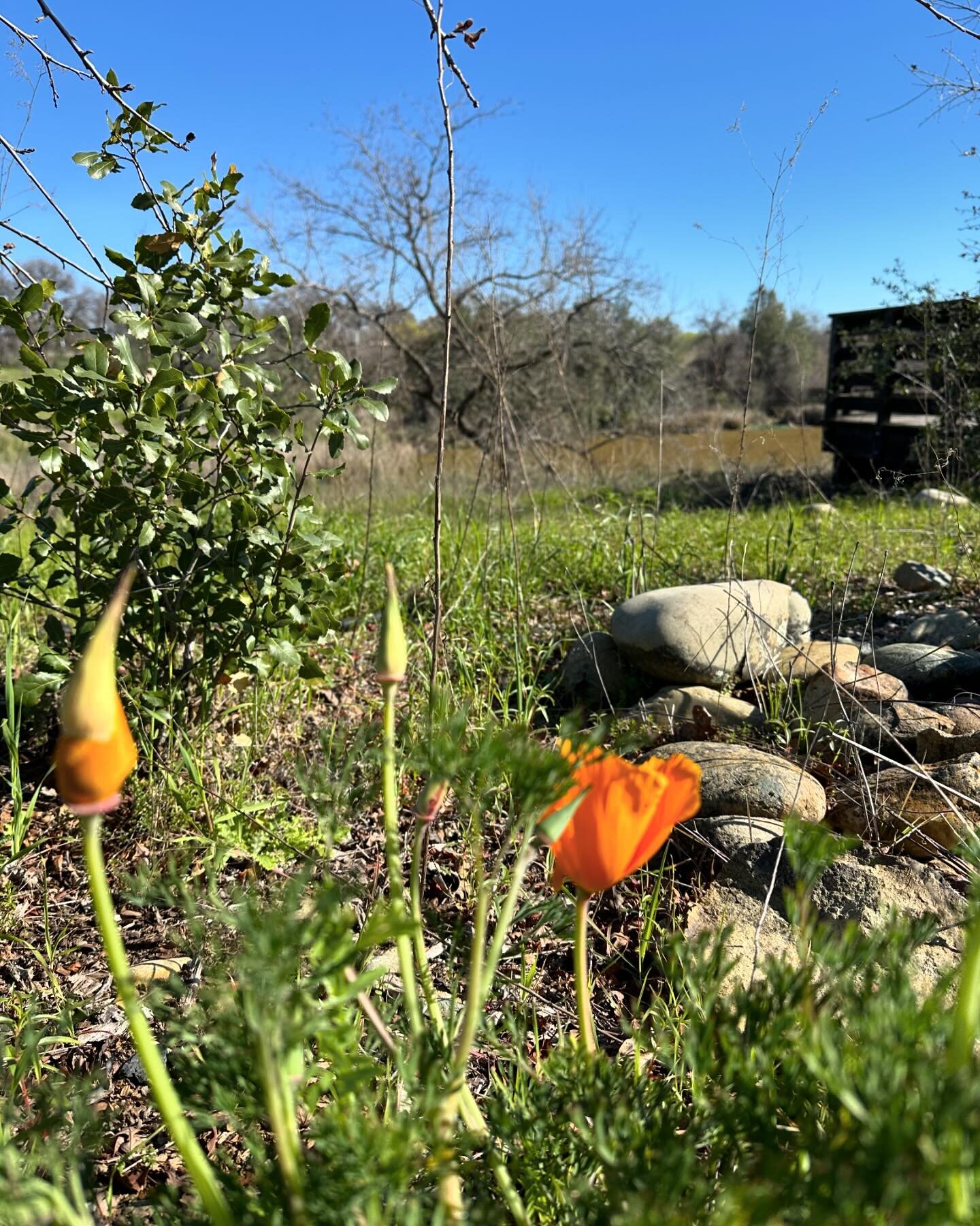 We all get to bloom again!

In 2020, I sought inspiration, hope, and a sign. I began walking the trails nearly every day, where clusters of poppies caught my attention. One day vibrant in color, the next battered by rain, yet they always returned wit