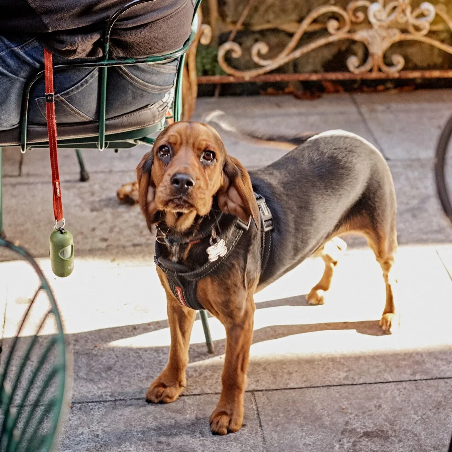 dog-friendly-pub-pyrmont-terminus-hotel