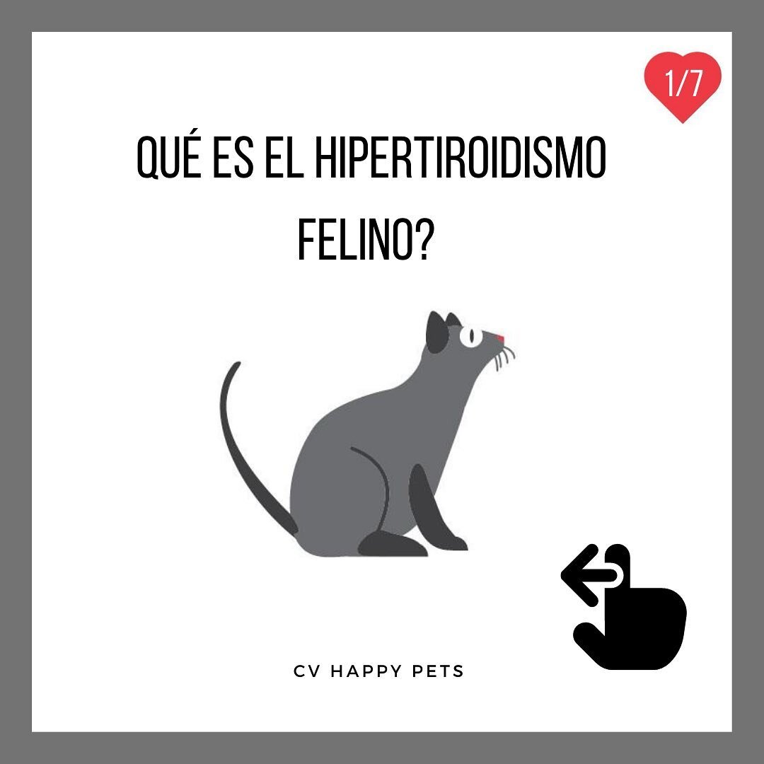 Llega el fin de semana y con ello aprendemos un poquito m&aacute;s de gatos, de la mano de Happy Pets 🐈&zwj;⬛ 
⬆️⬆️⬆️

#hipertiroidismofelino #tiroidesgatuna #gatos #gatosgeriatricos #casu&iacute;sticaveterinaria #consultafelina #clinicacatfriendly 