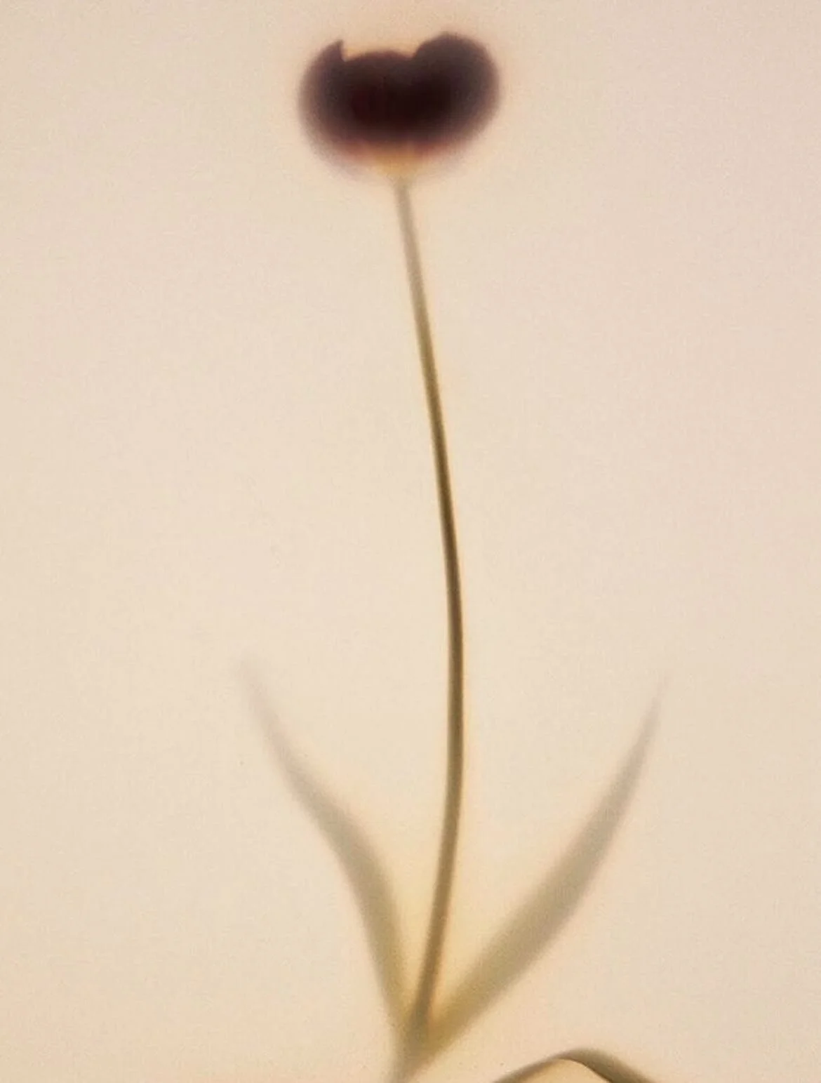 SIX &Aacute;MES

Six &Aacute;mes is a Copenhagen-based brand founded in 2014, focusing on creating timeless, sophisticated clothing that empowers you to feel confident, comfortable and true to yourself. The name Six &Aacute;mes means Six Souls in Fre