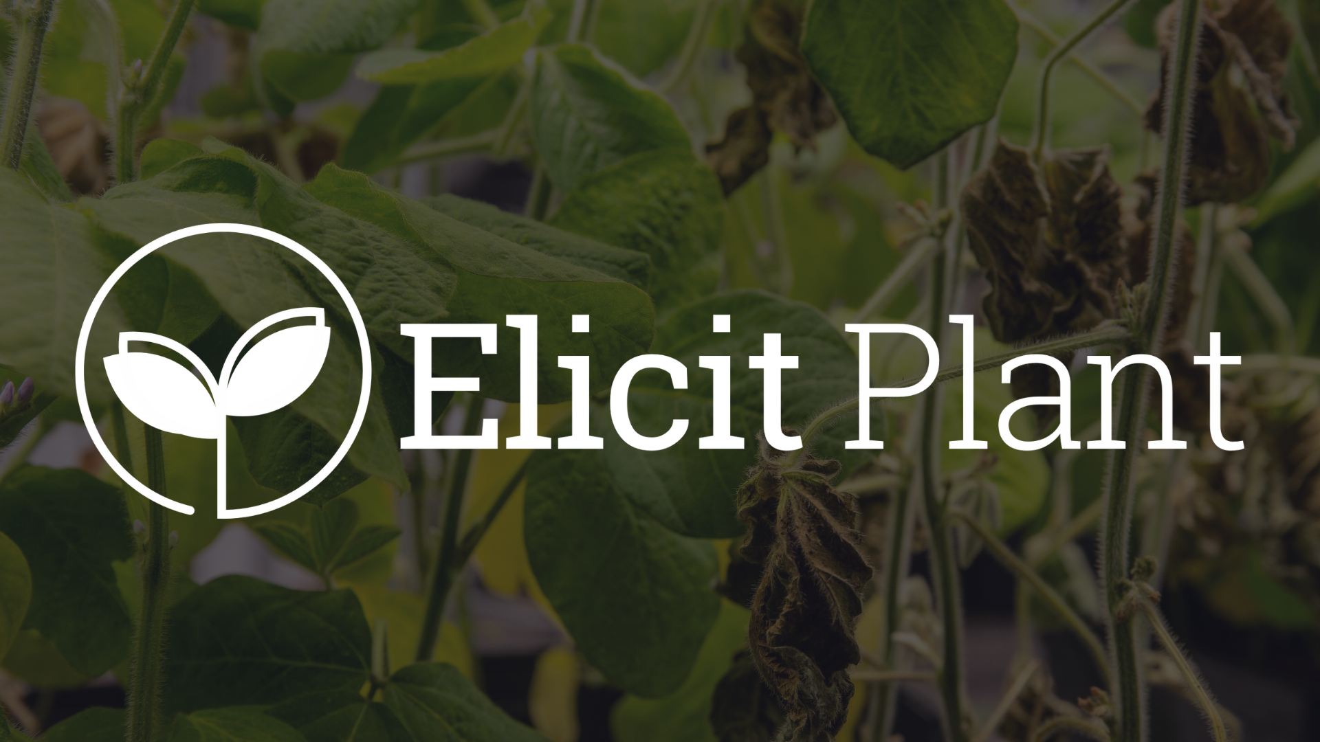 Elicit Plant_icon_black.png