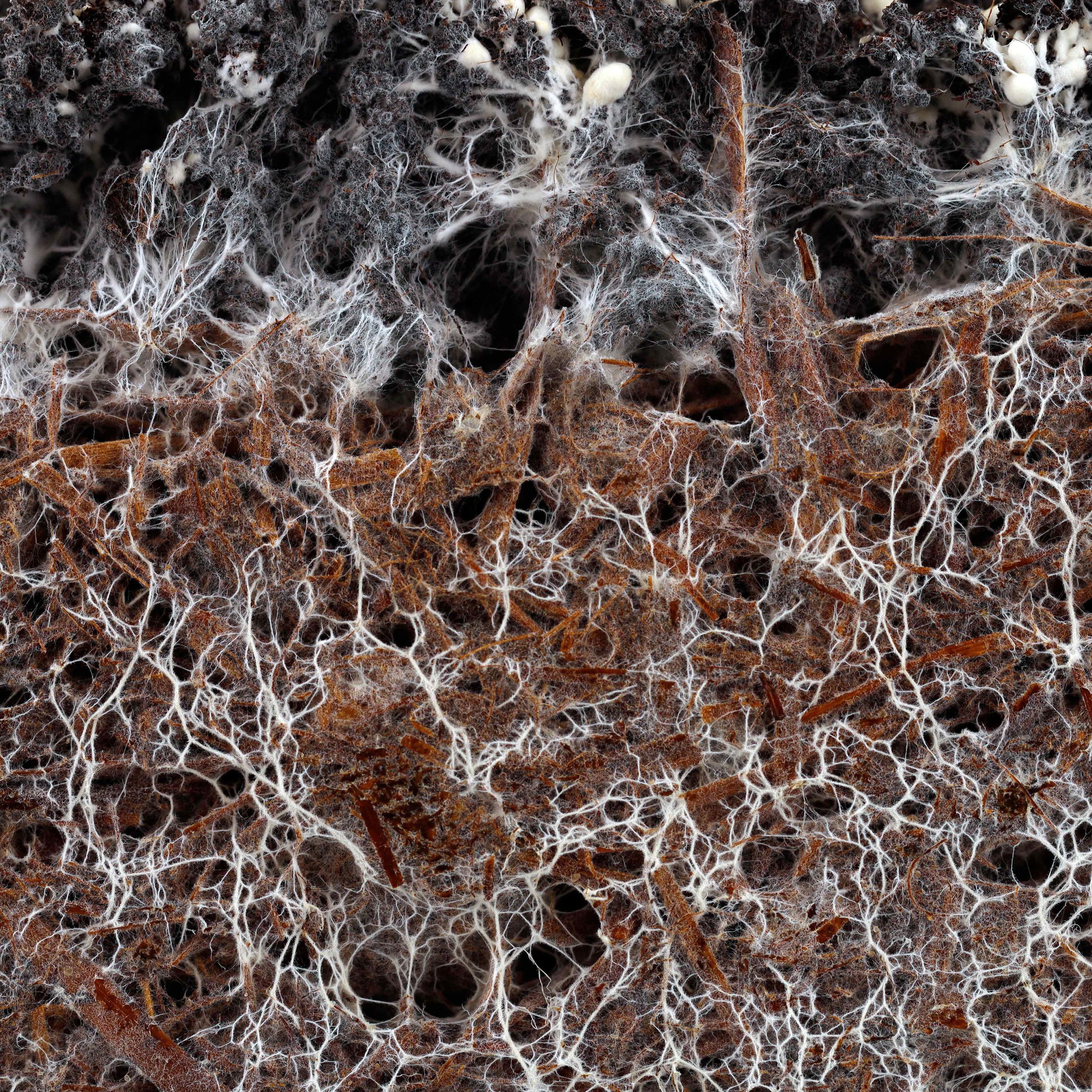 Mighty Mycelium - Fascinating, fruitful and underexplored fungus — ECBF