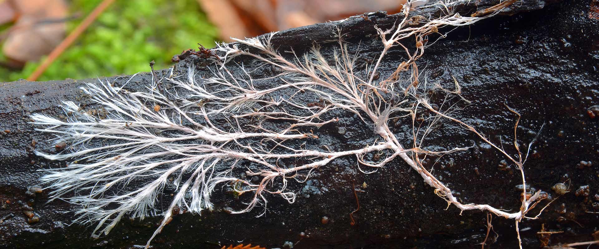 Mighty Mycelium - Fascinating, fruitful and underexplored fungus