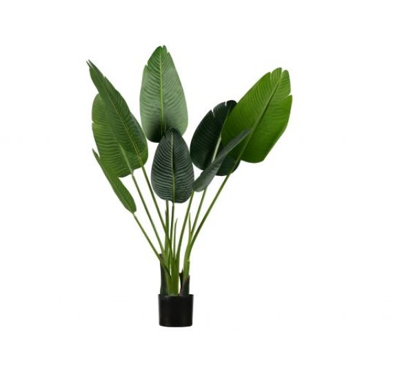 Green Plant.jpg