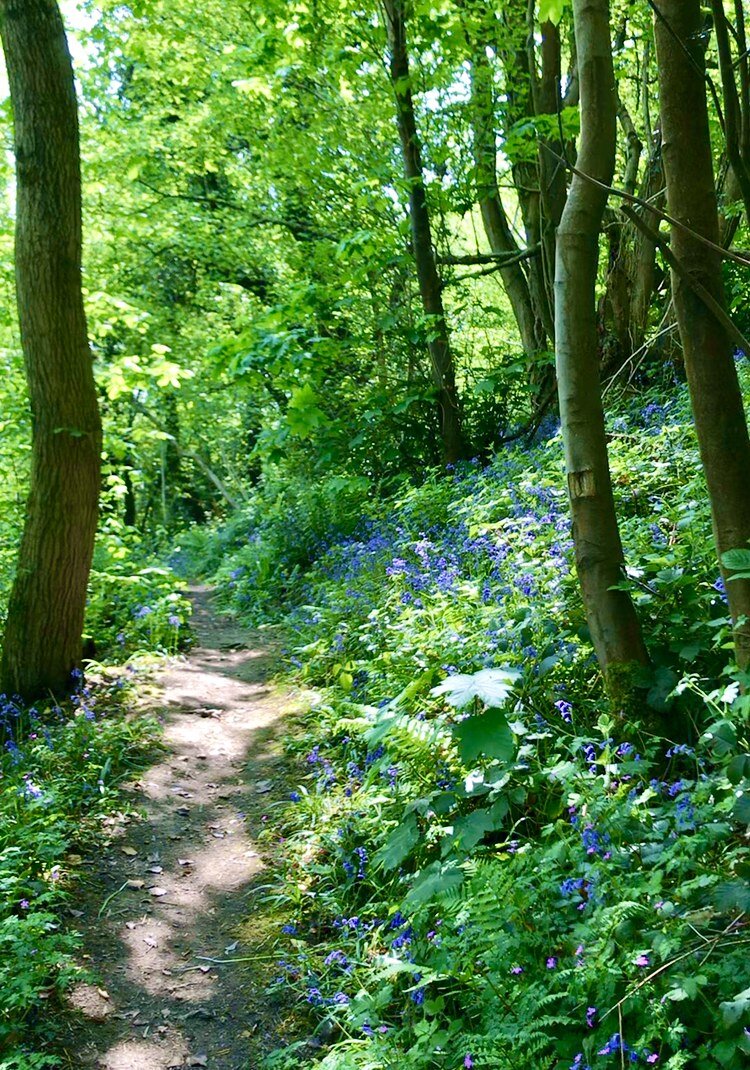 Bluebells at Llandegfedd Reservoir, Monmouthshire.Copyright Wales with a Little One