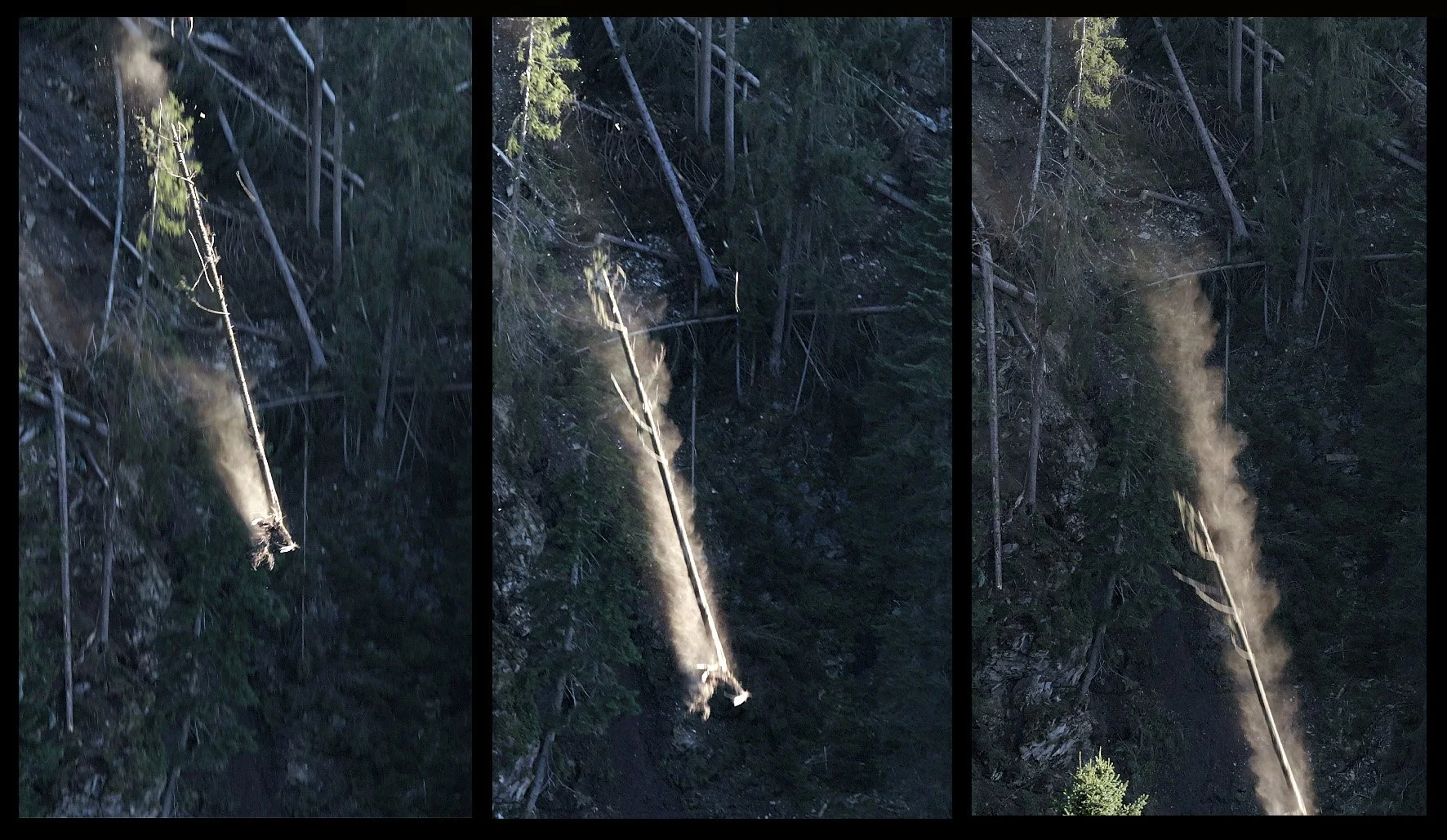 FOREST COMPLEX/CLEARANCE ('23-'24)