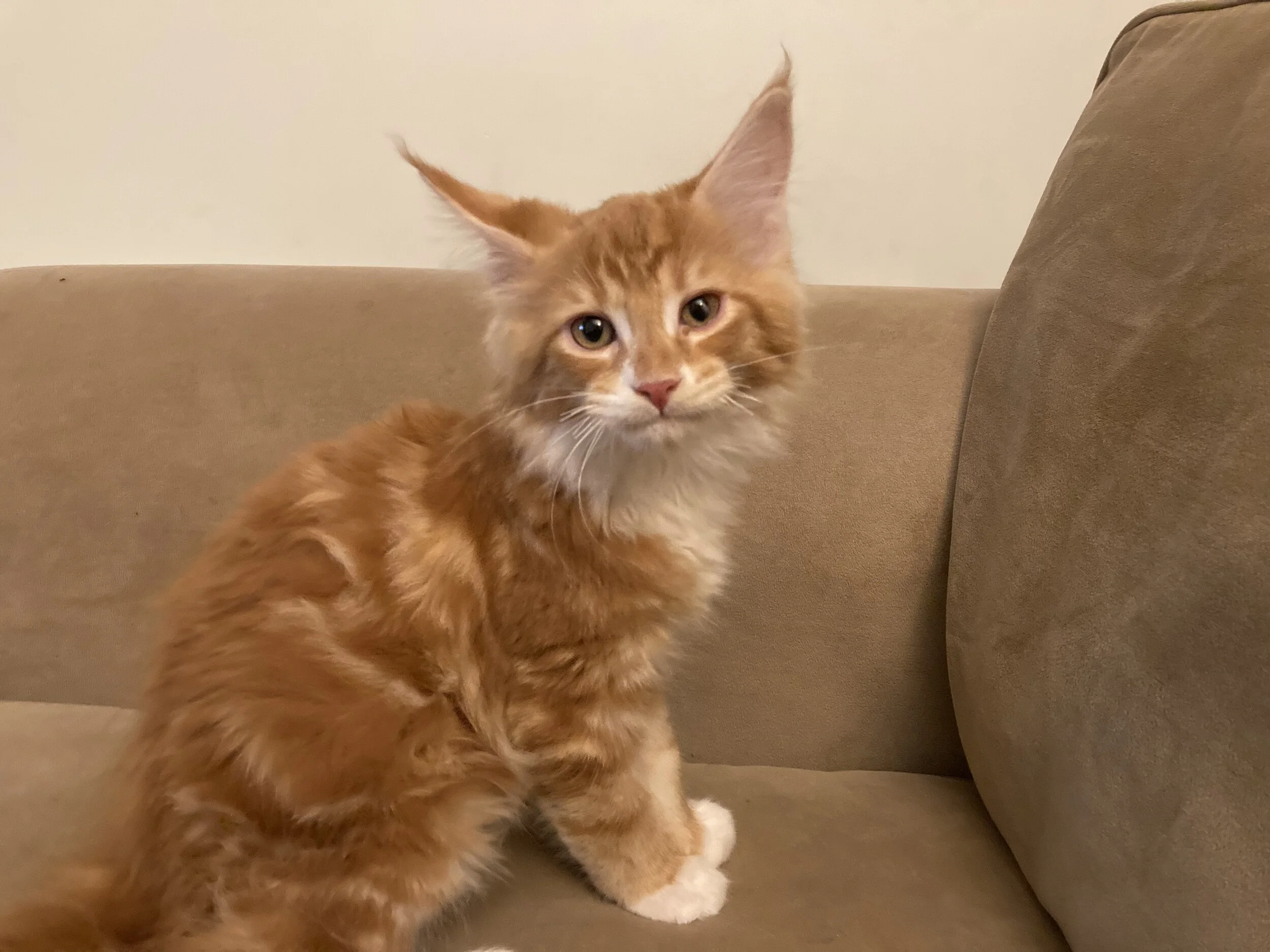 In memory of the spirit of kittens, everywhere!