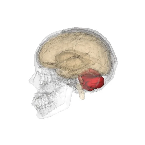 Rethinking the “Little Brain”: A New Brain Map Reveals the Surprising Complexity of the Cerebellum