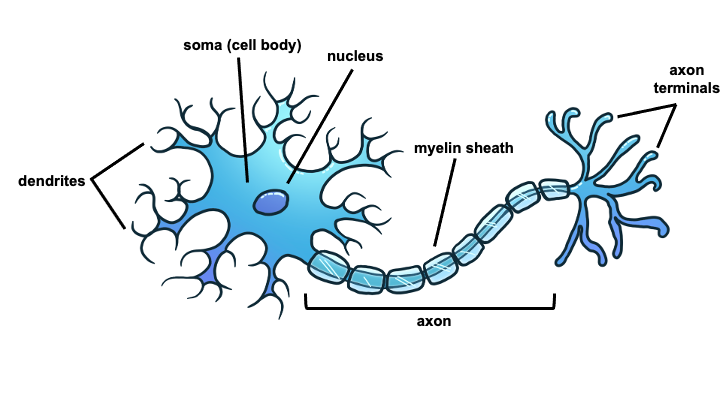 NEUROSCIENCE 101: Neurons