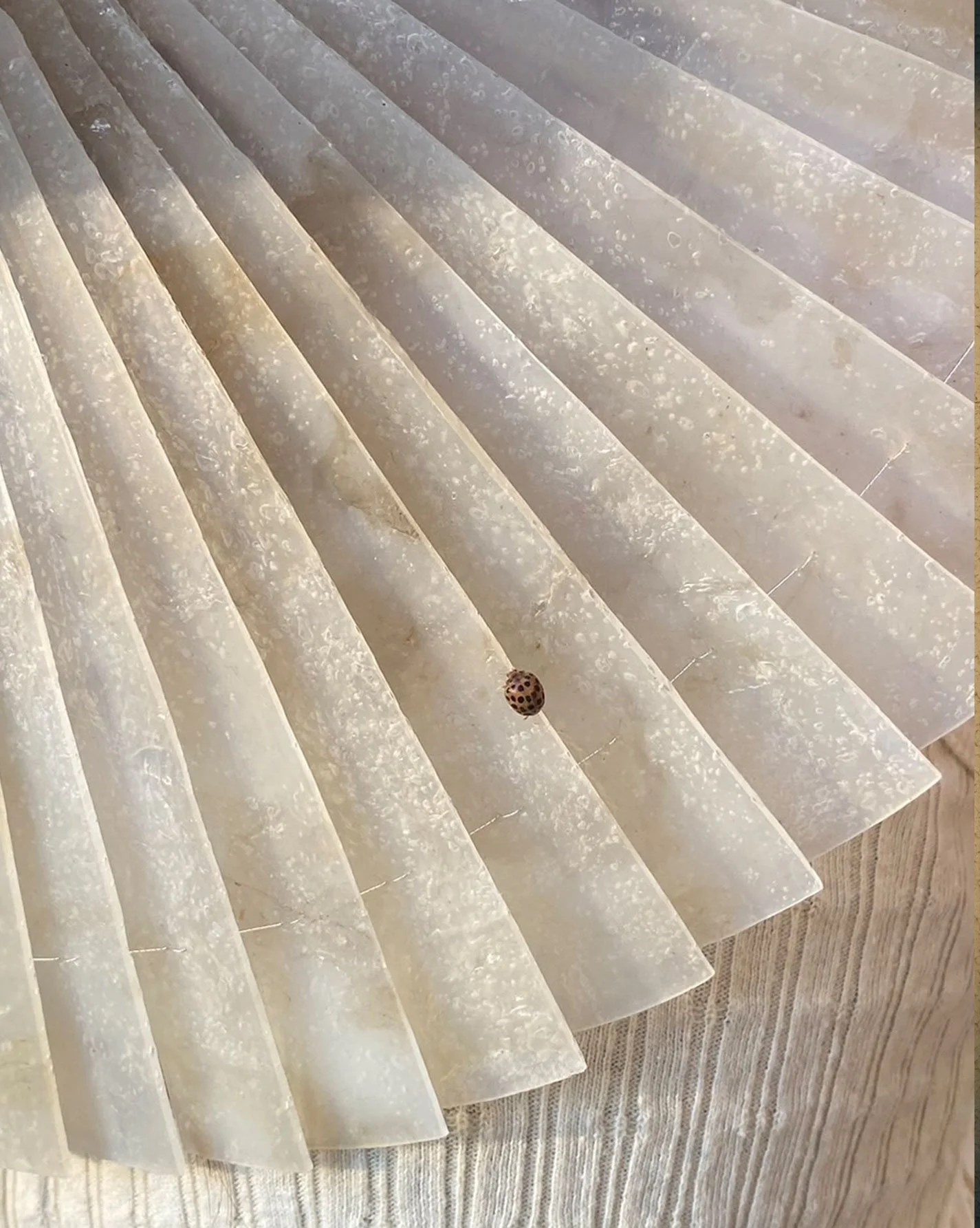 HANDFAN-ladybug.jpg