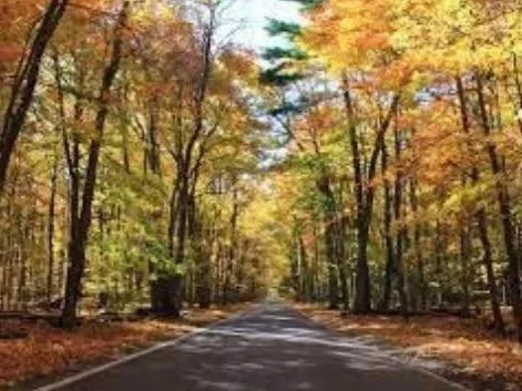 Go Cruising through a scenic Tunnel of Trees