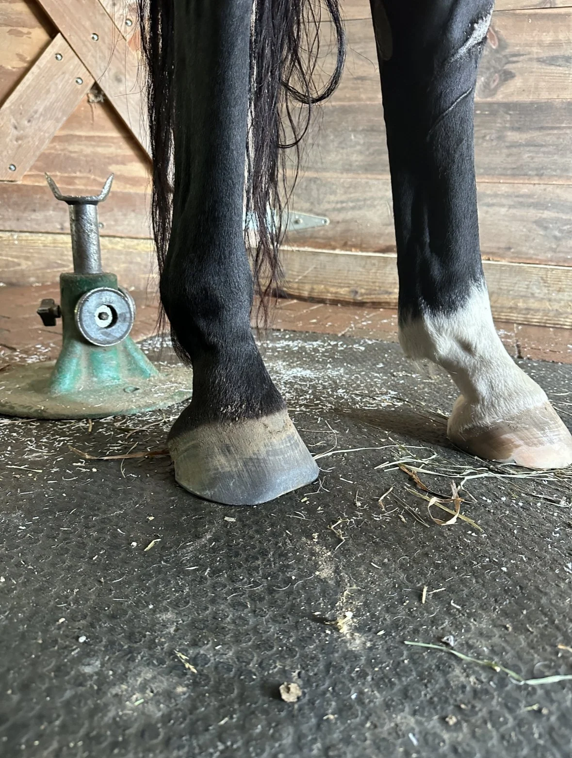 Dorsal view before shoeing