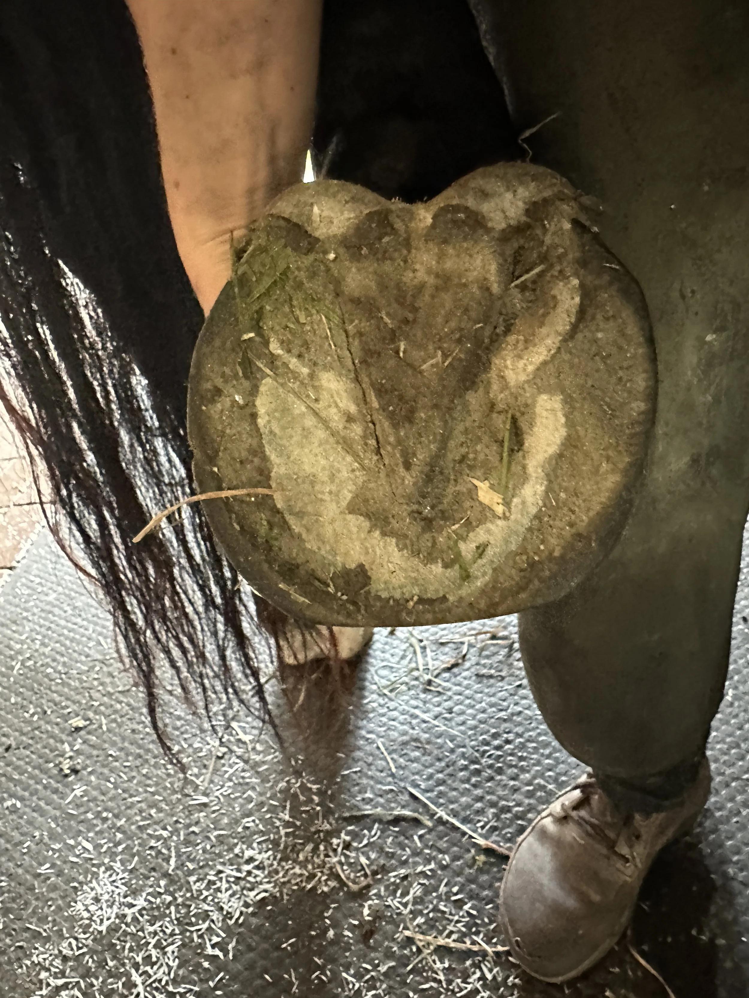 Excessive toe wear, underperformance of hind end, bilateral axial rotation