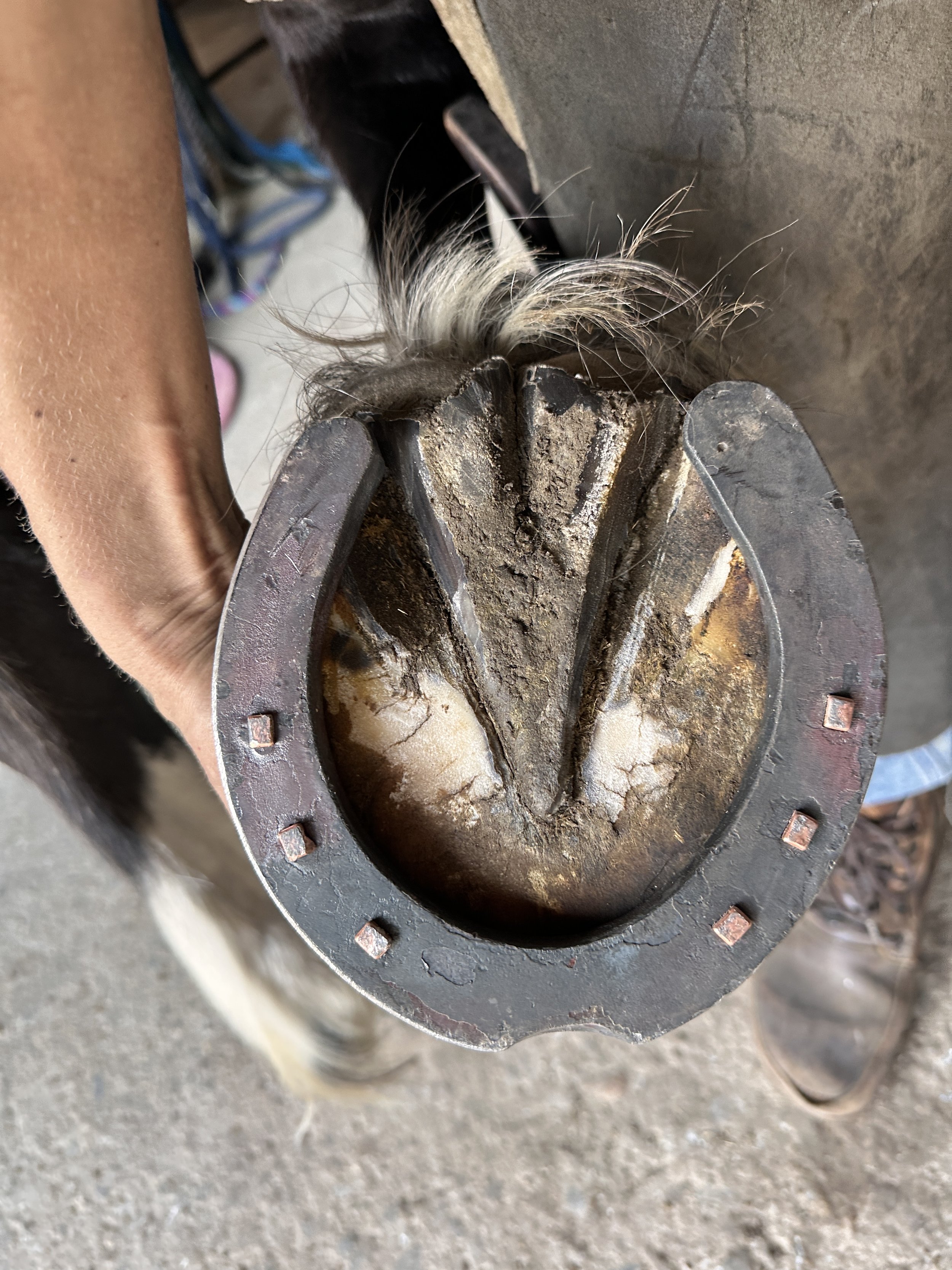 Basic every day shoeing for lateral support, hand made plain stamp shoes with toe clips