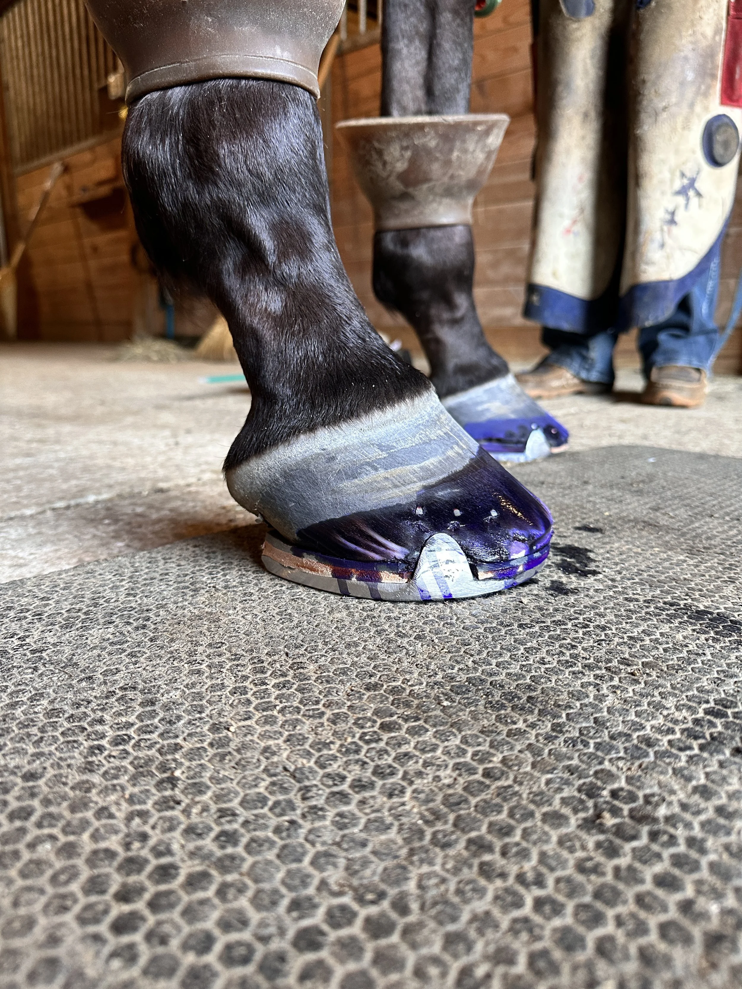Leather Rim Pad to elevate sole, Frog support Pad, Impression Material.
Horse was able to begin training within 48 hours of being shod