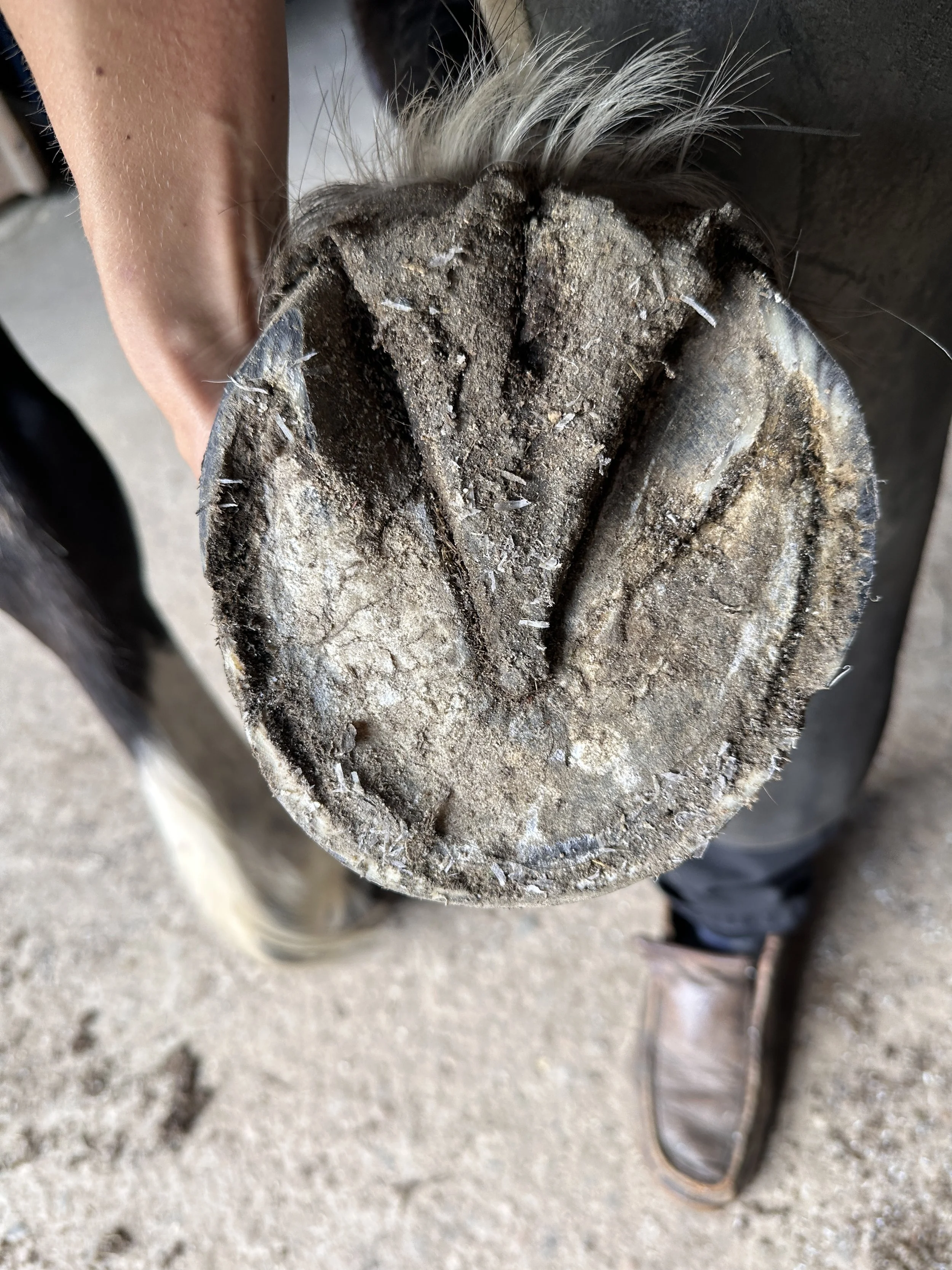 Previously barefoot draft cross with medial-lateral imbalance, needing summer shoes