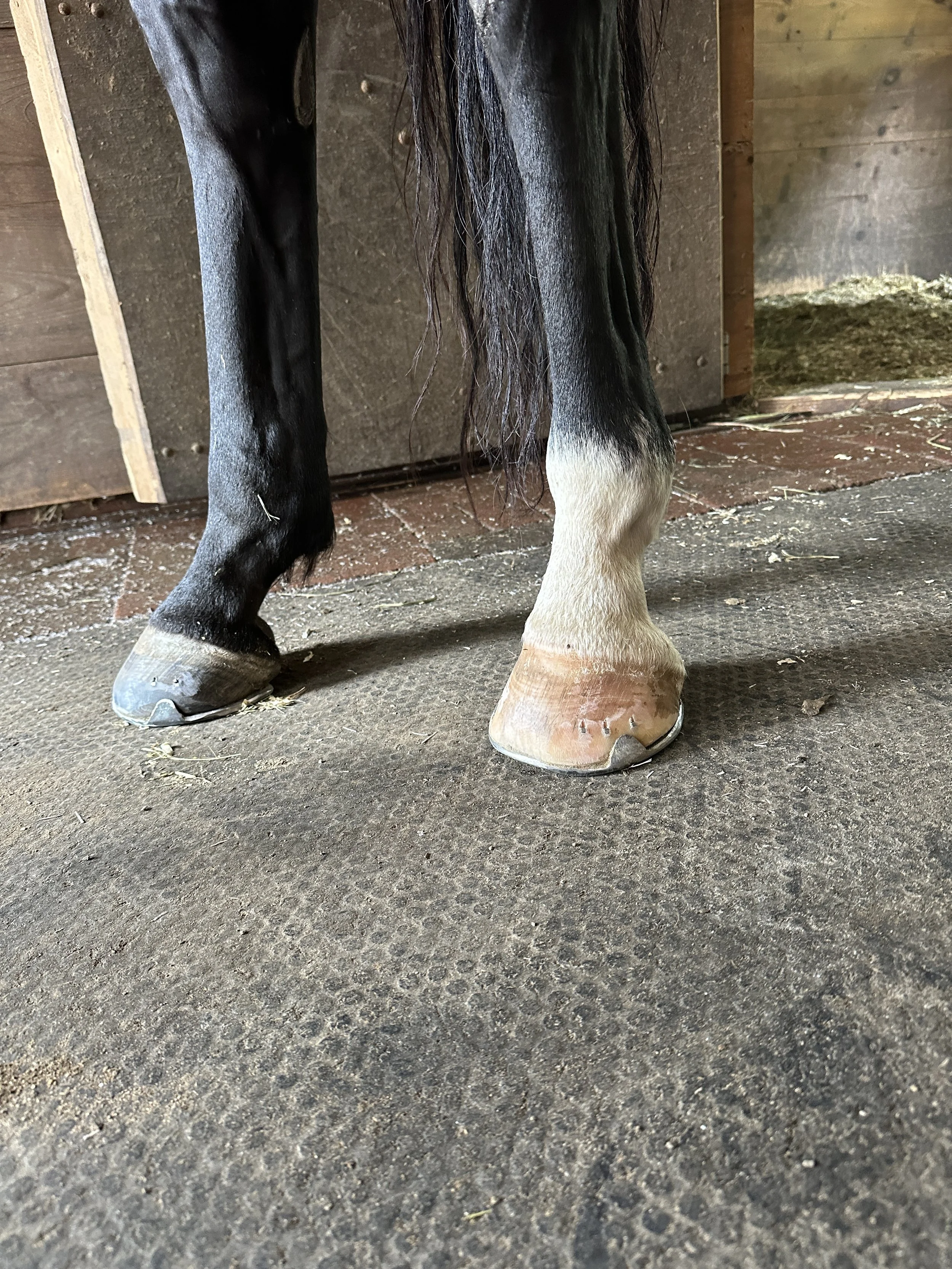 After shoeing, improved balance, gait quality