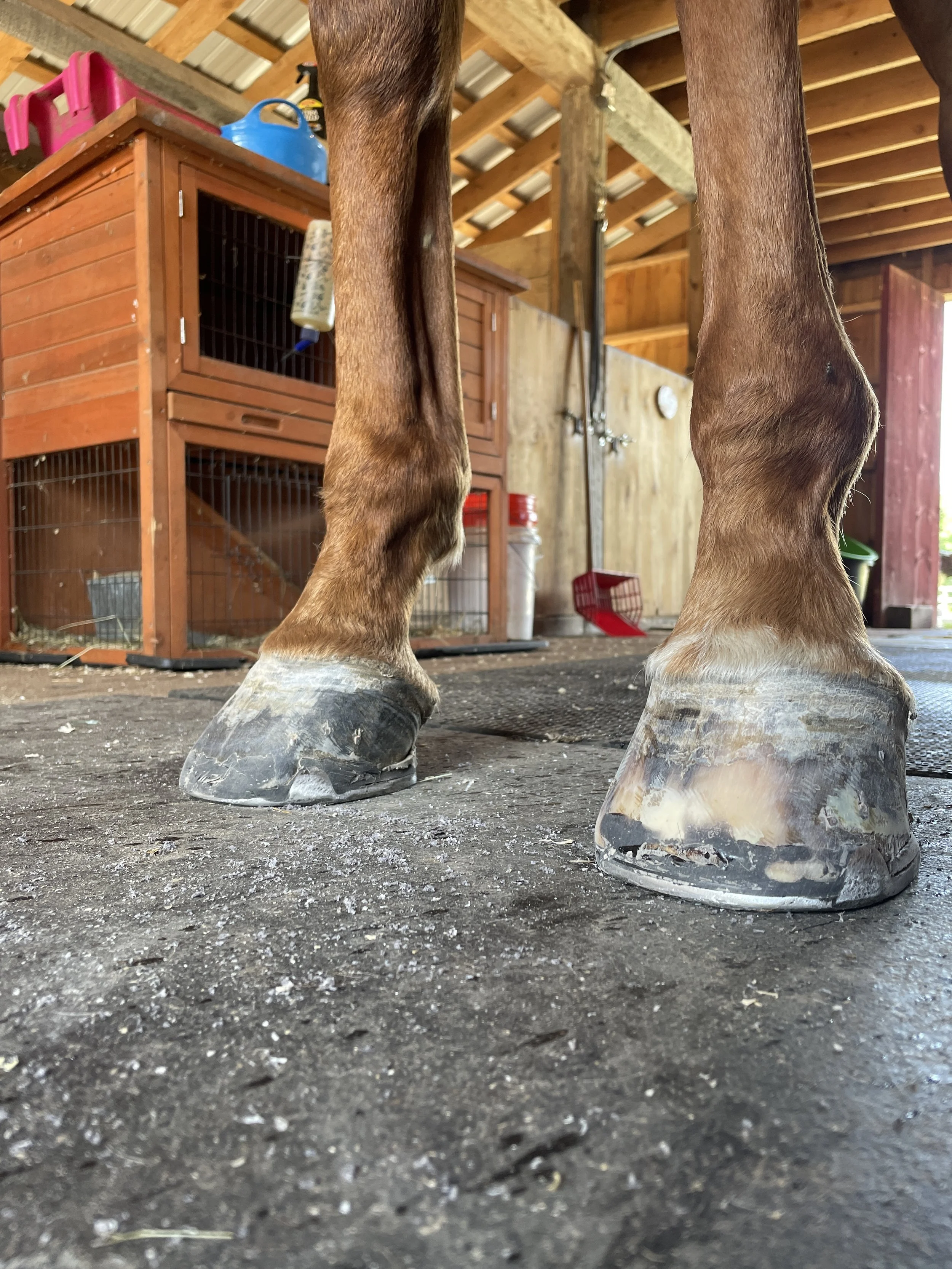 First set of shoes 6 weeks later, set toe, frog support pads, synthetic pour pads, and repairs to over trimmed wall. Within 1 week the horse was sound for light work. 
