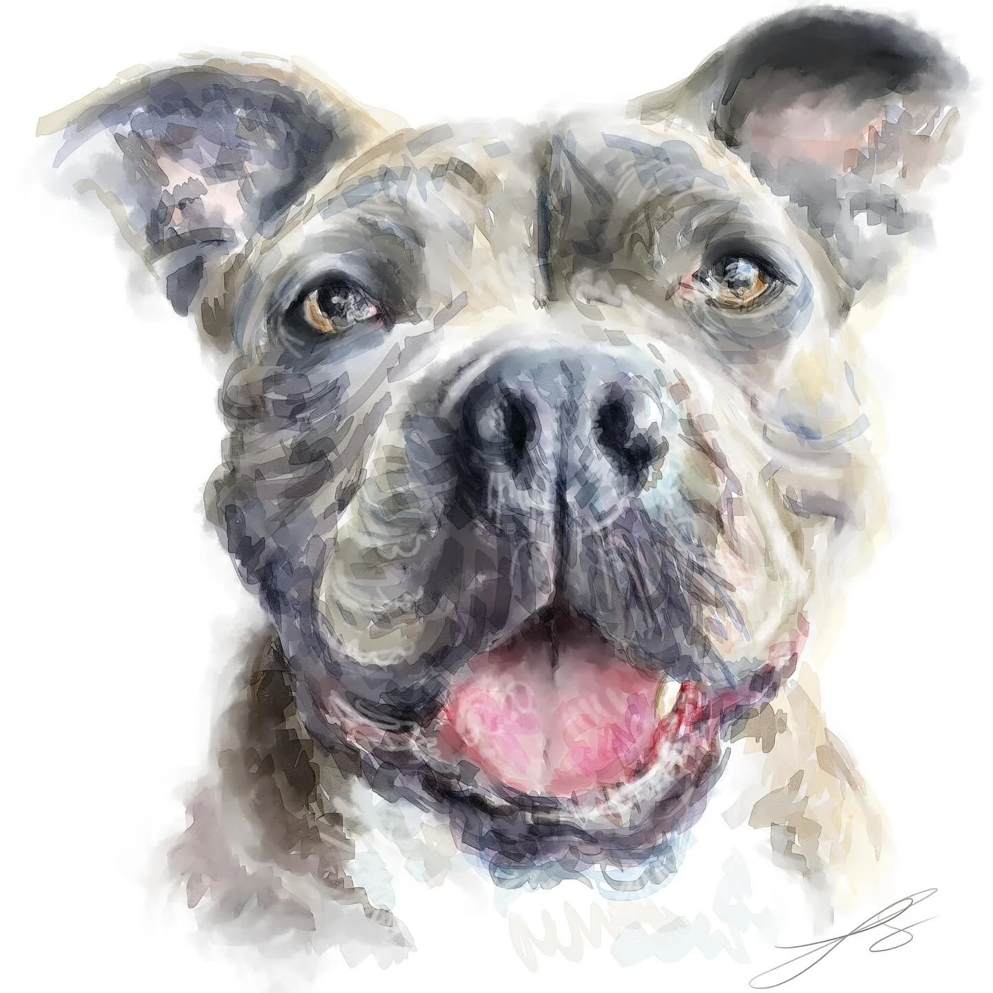 Day 9 of @dogsinaugust is the American bully, a very modern breed, especially in comparison to some of the breeds being highlighted this doggust. The breed emerged from a mix of many similar dog breeds, including the American bulldog and American pit