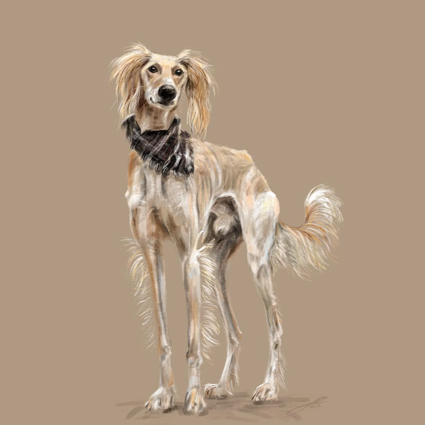 Day 5 of @dogsinaugust is a sighthound, the saluki. Lots of very old dog breeds being showcased so far in the doggust prompt list. This is the beautiful Macaroni, and a big thank you to @macaroni.the.saluki for letting me use your photos for referenc