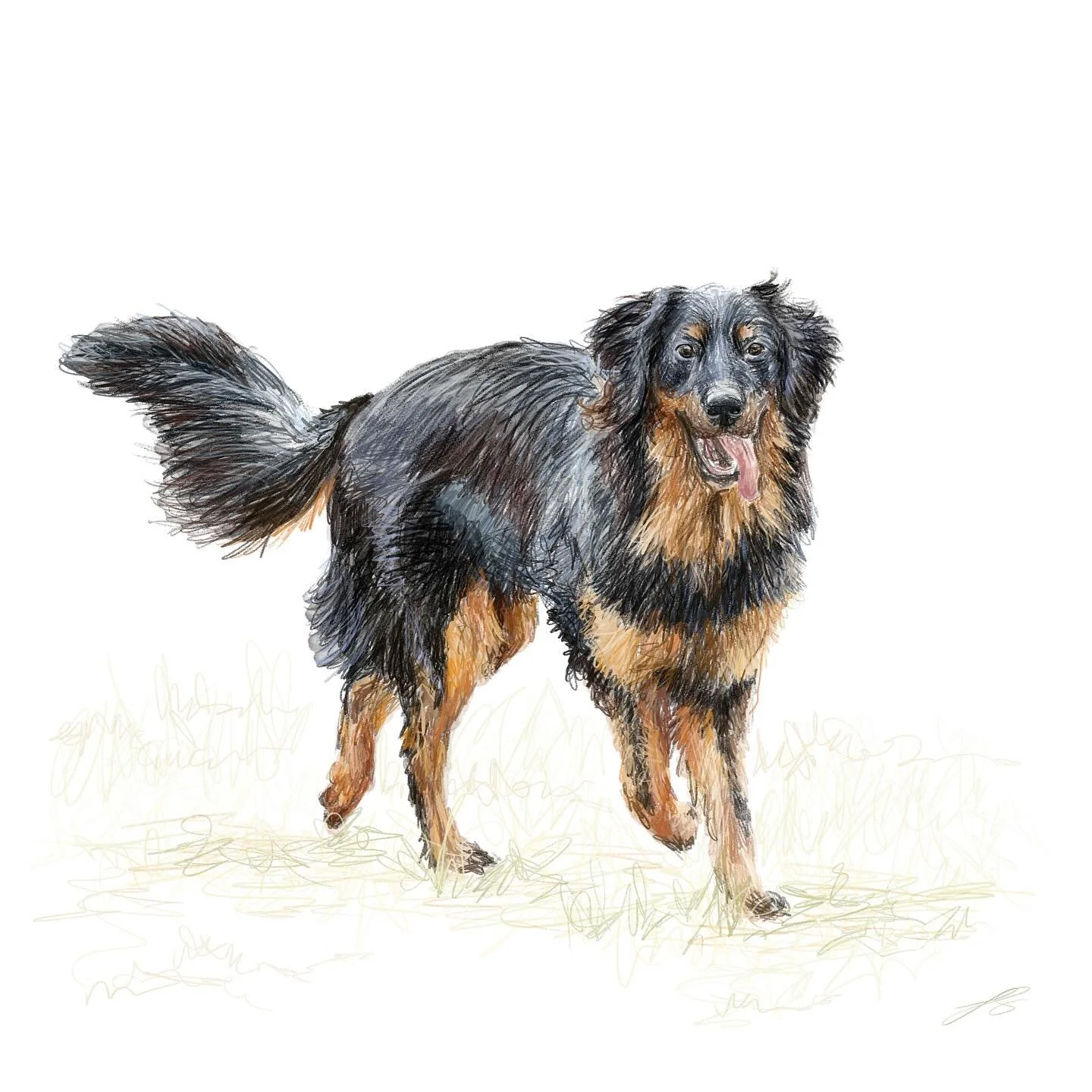 Day 13 of @dogsinaugust is the hovawart, a German working dog designed to guard livestock and estates. The name hovawart itself means &lsquo;guardian of the property&rsquo;

#doggust #doggust2025 #dogsinaugust #drawingchallenge #artyismymiddlename

#