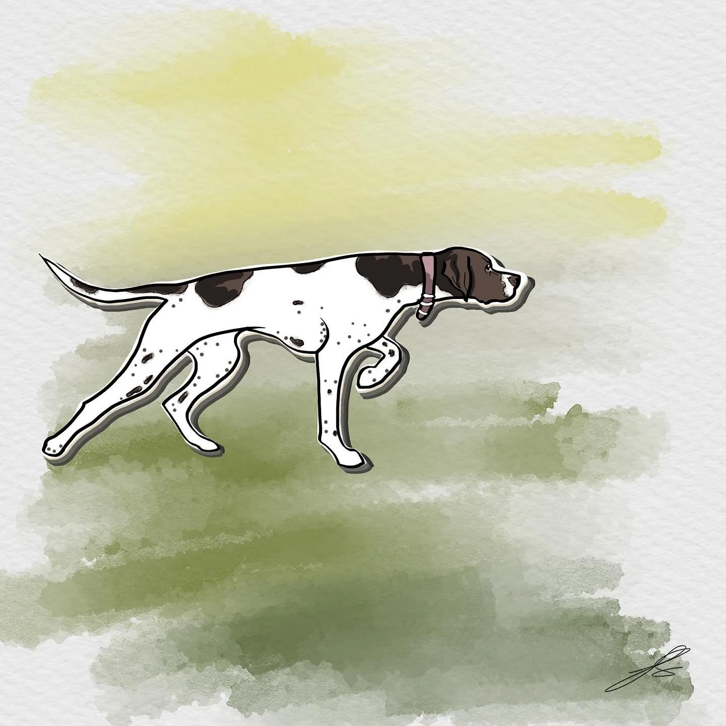 Day 11 of @dogsinaugust is the English pointer. This breed is thought to have been developed from bloodhounds, foxhounds, greyhounds and possibly bull terriers amongst others. Its name describes the stance they make to point to the location of hidden