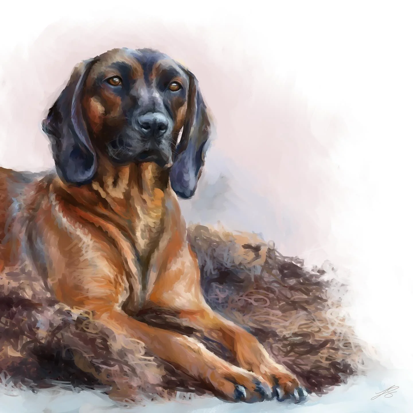 Day 14 of @dogsinaugust is the Bavarian mountain hound, developed as a scent hound to track down wounded game on steep slopes. Thank you to bgsmauser who had some wonderful images of this gorgeous breed which helped with capturing this image 

#doggu