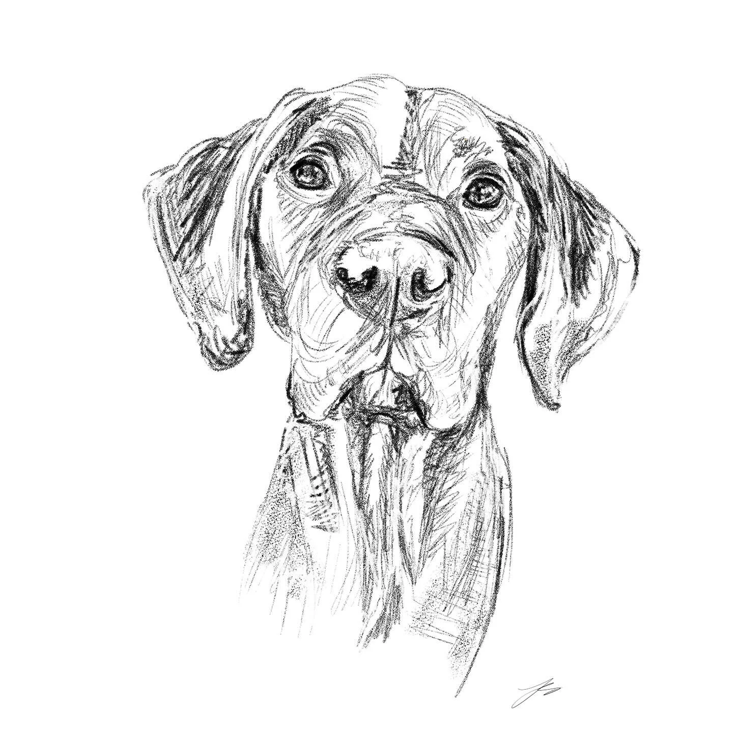 Day 15 of @dogsinaugust is the Hungarian vizsla, a red coloured gundog. A very athletic breed, they&rsquo;ve been used by nobility as a hunting dog for centuries

#doggust #doggust2025 #dogsinaugust #drawingchallenge #artyismymiddlename

#drawingdogs