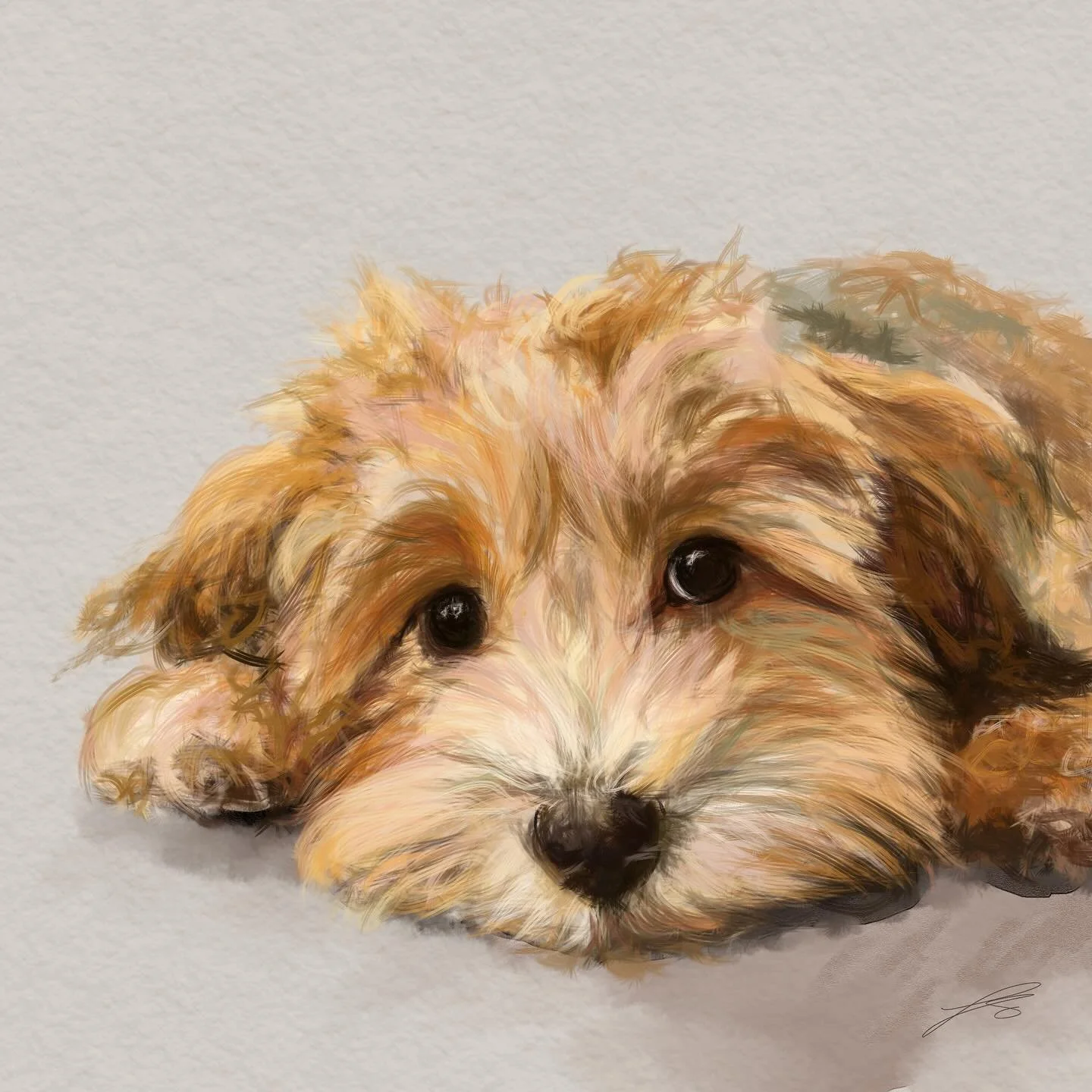 Day 16 of @dogsinaugust is the havanese, the national dog of Cuba. It is a member of the Bichon family, developed from the extinct Blanquito de la Habana

#doggust #doggust2025 #dogsinaugust #drawingchallenge #artyismymiddlename

#drawingdogs #dogart