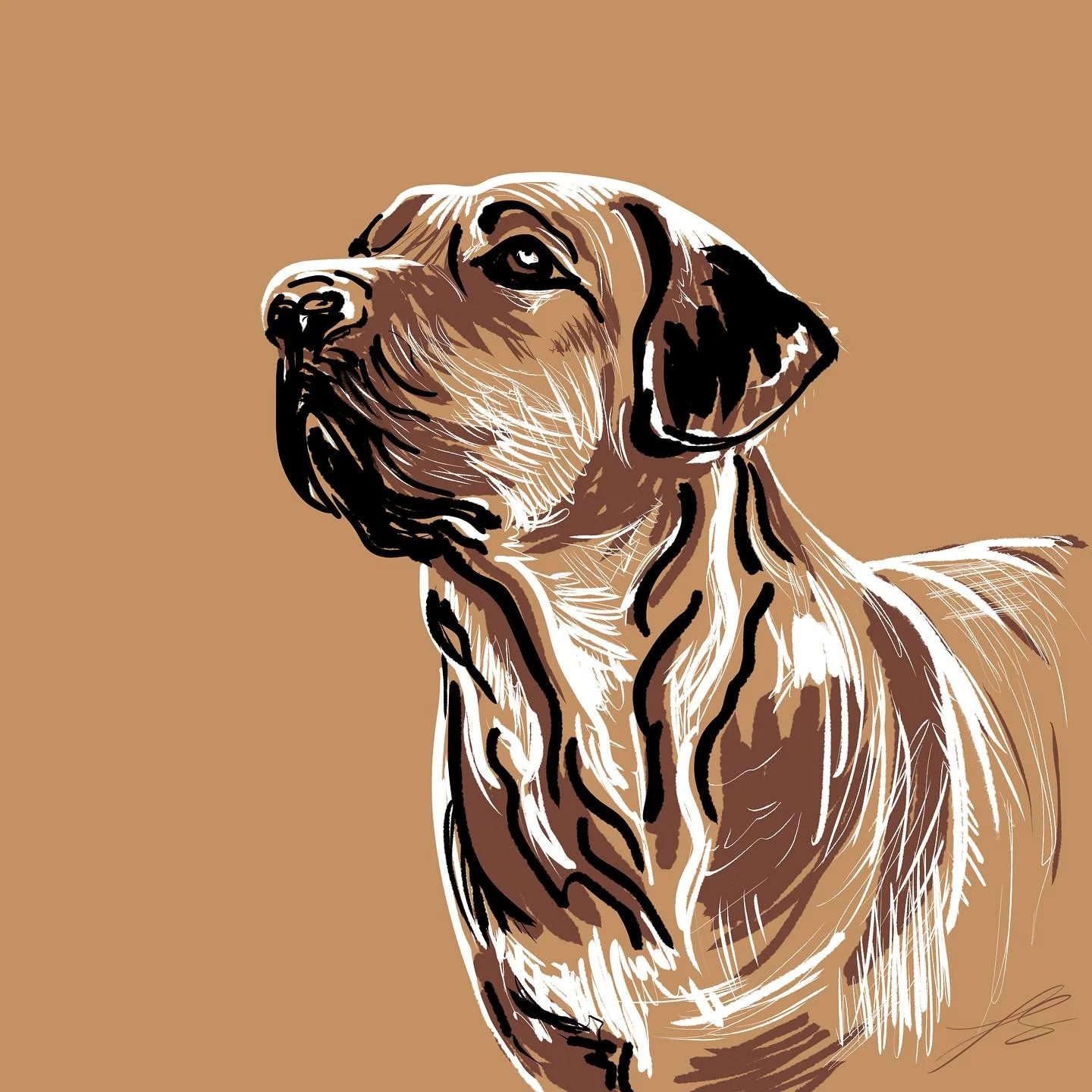 Day 6 of @dogsinaugust is the broholmer, also called the Danish mastiff and often used as a guard dog.

I&rsquo;ve done some very detailed portraits so trying to catch up a bit with some quicker sketches

#doggust #doggust2025 #dogsinaugust #drawingc