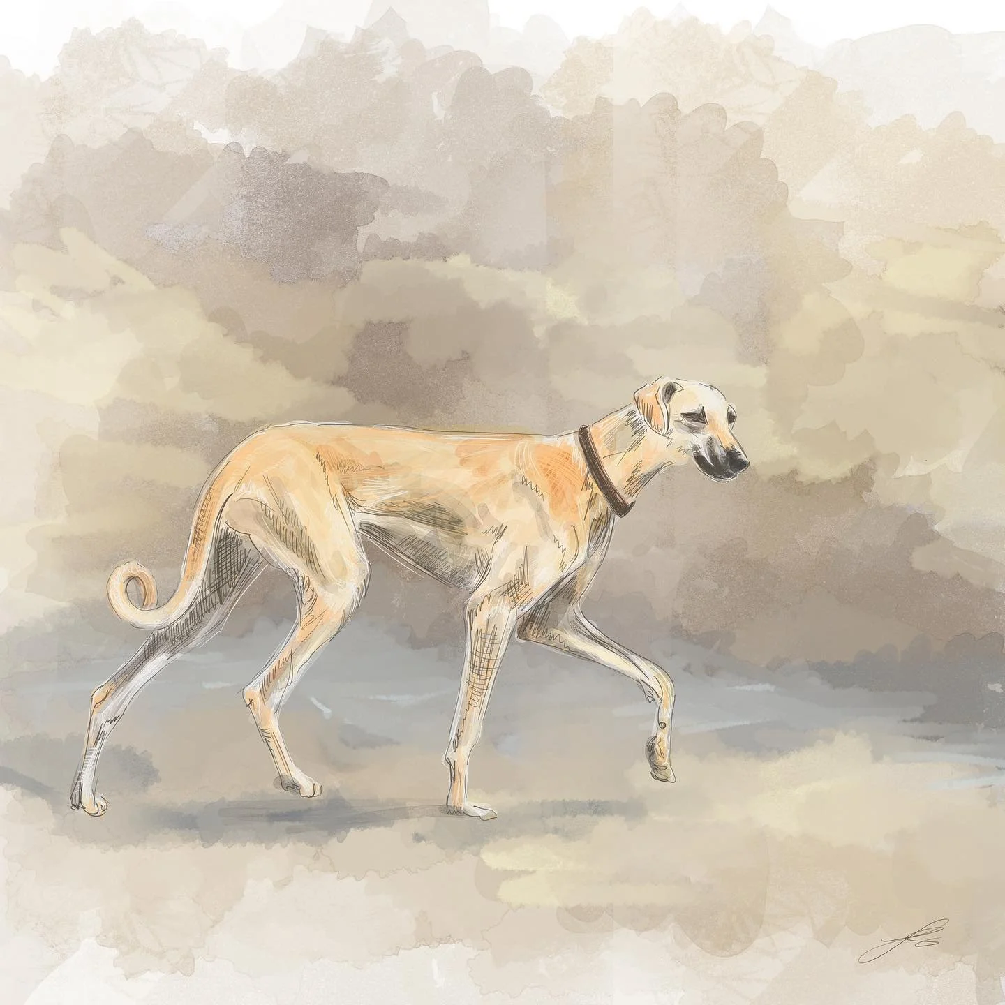 Day 3 of @dogsinaugust is another ancient breed. The sloughi, also known as the Arabian greyhound, is a hunting dog from North Africa. This breed likely shares a common ancestor with the saluki and has many evident similarities

Anyone else enjoying 