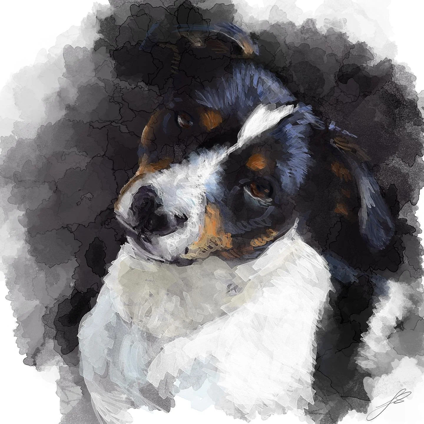 Day 4 of @dogsinaugust is the Danish Swedish Farm Dog. A Scandinavian breed used for multiple purposes in farm settings such as guarding, rat catching, hunting and herding. This dog nearly became extinct in the 1980s, and has been recognised this yea